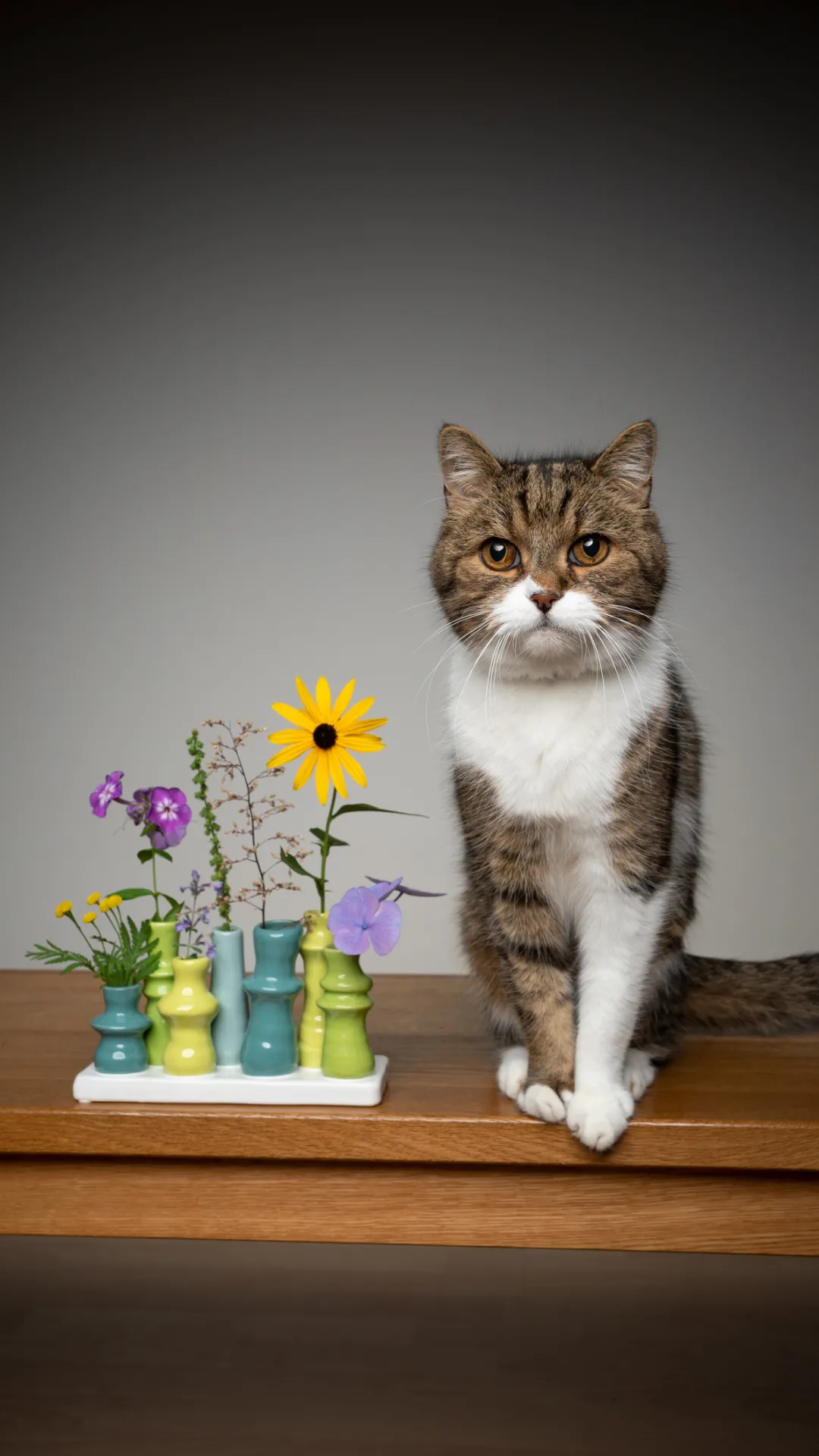 Todas estas plantas podrían ser dañinas para tu gato