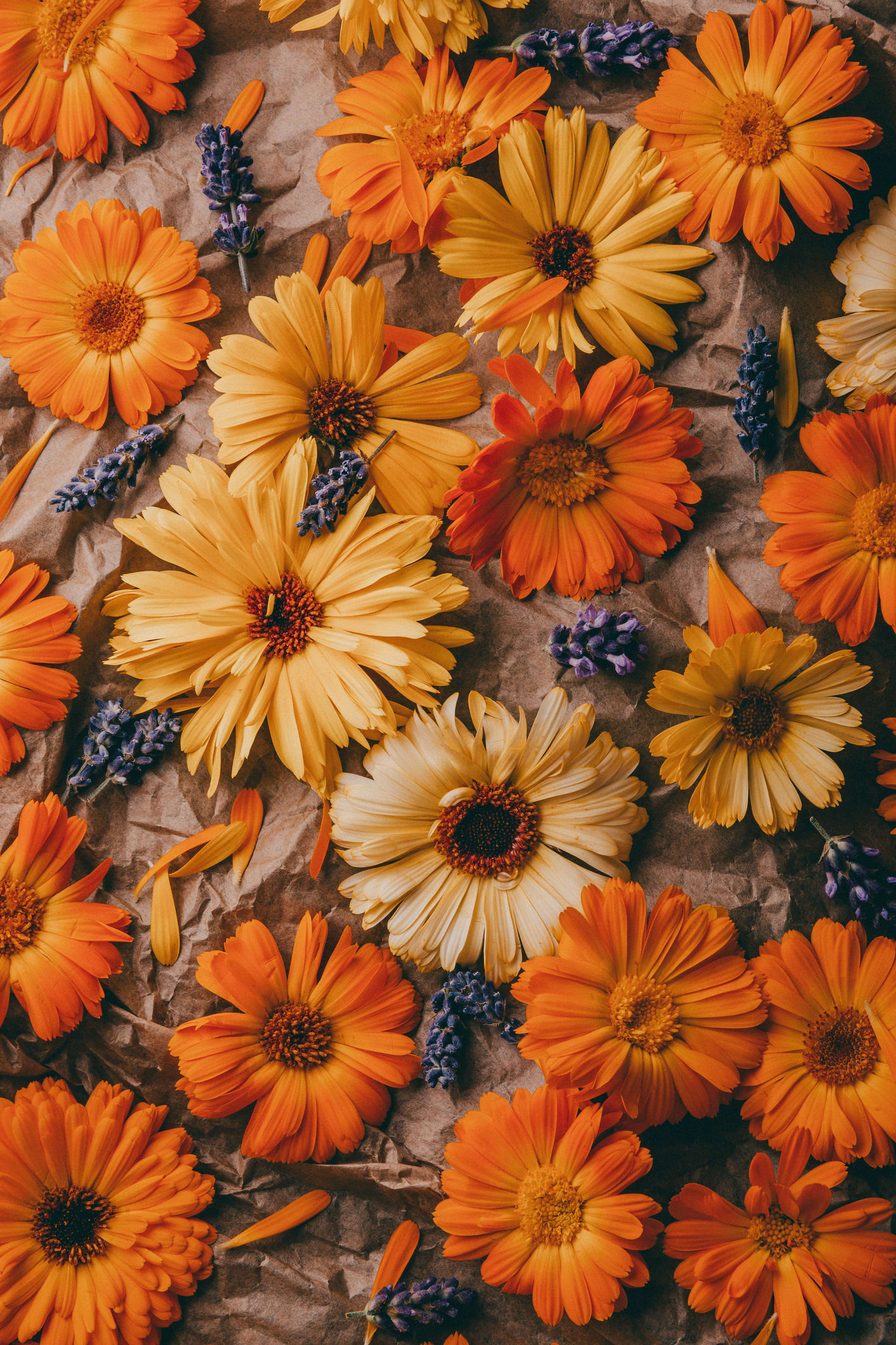 ดาวเรือง...ไม้ดอกเมืองเหนือ นำทายาทเกษตรกรกลับบ้าน