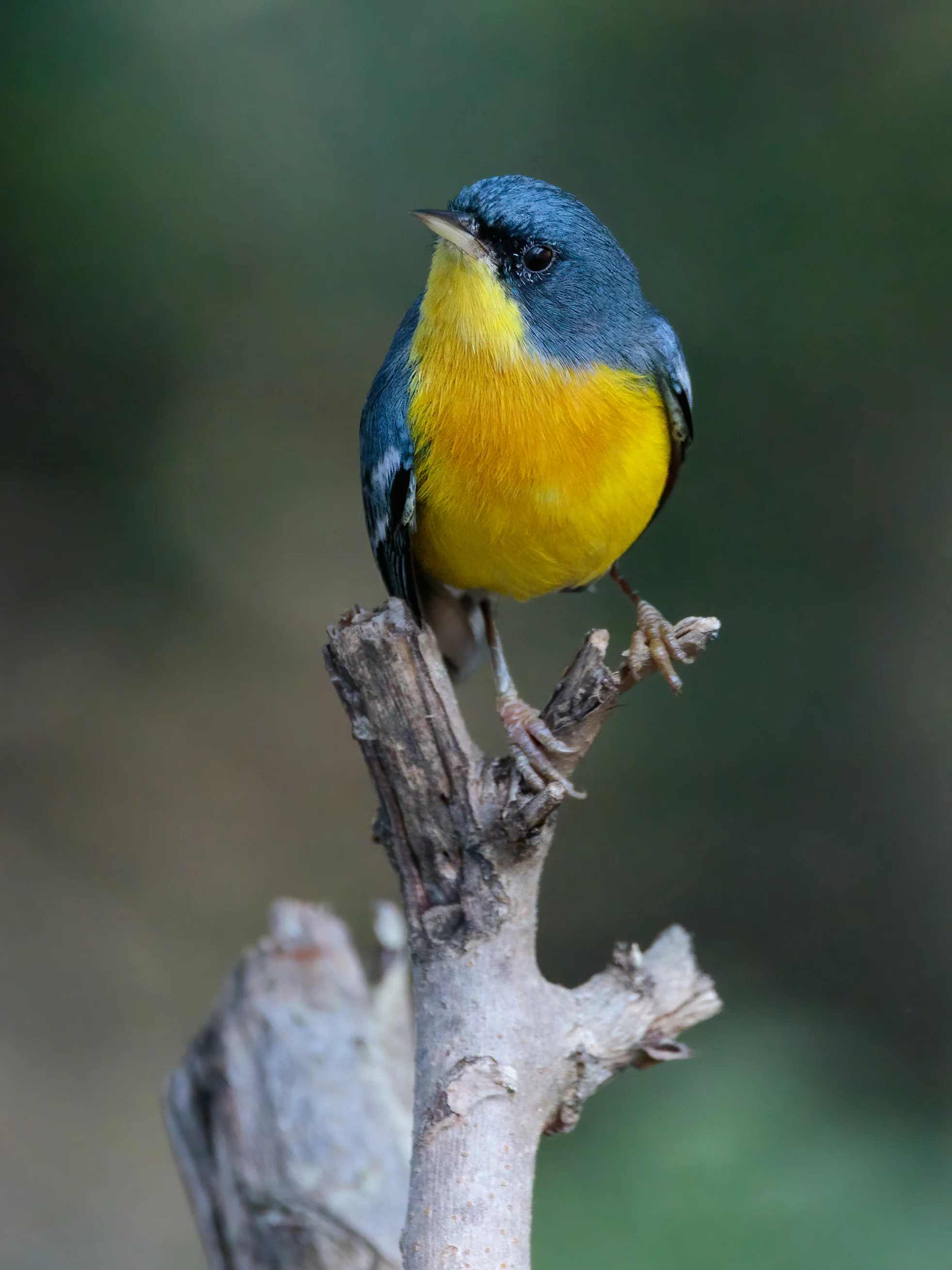 Los pájaros son más coloridos cuanto más cerca del ecuador