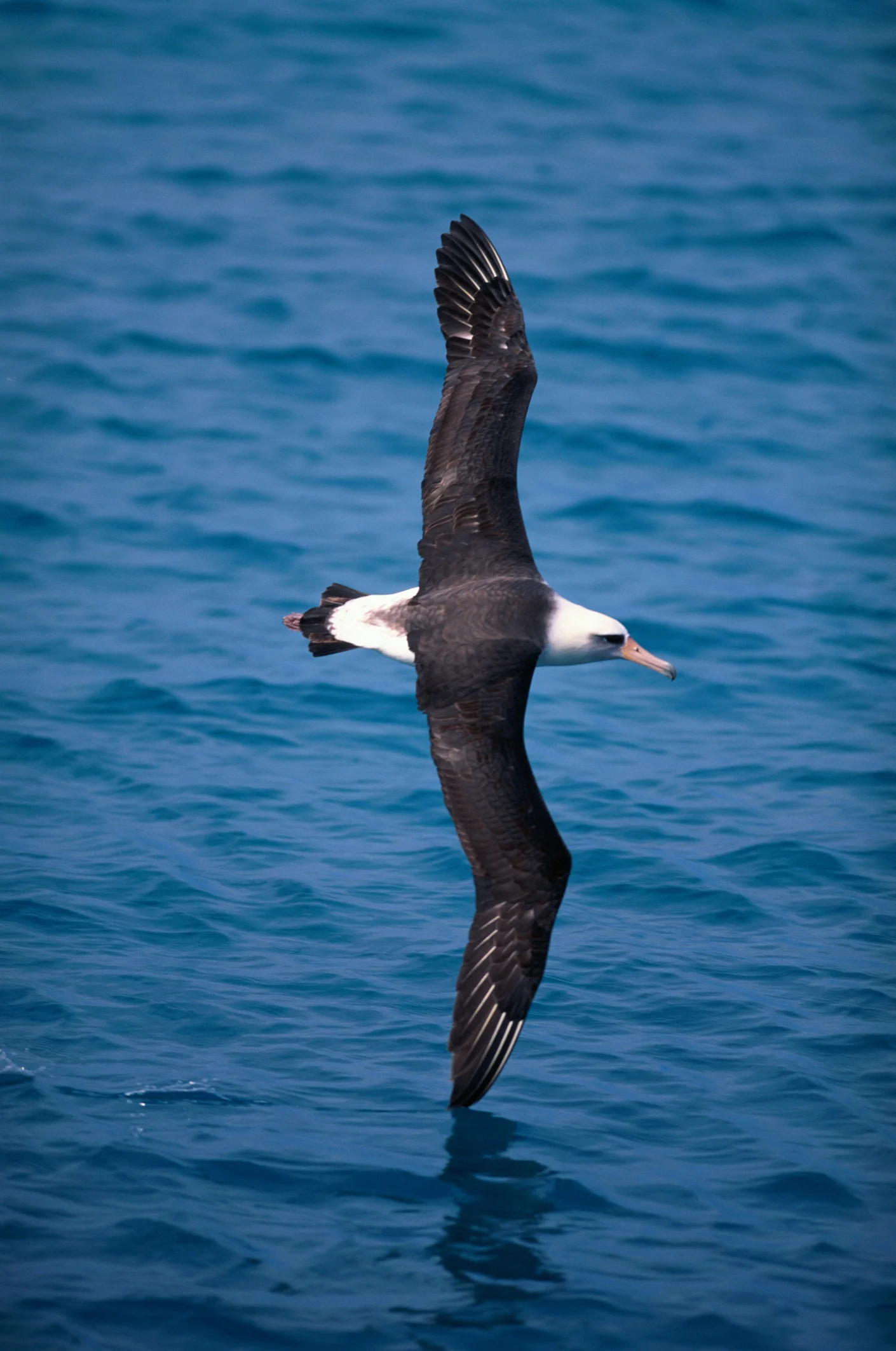 Los albatros pueden sumergirse a más de 19 metros de profundidad