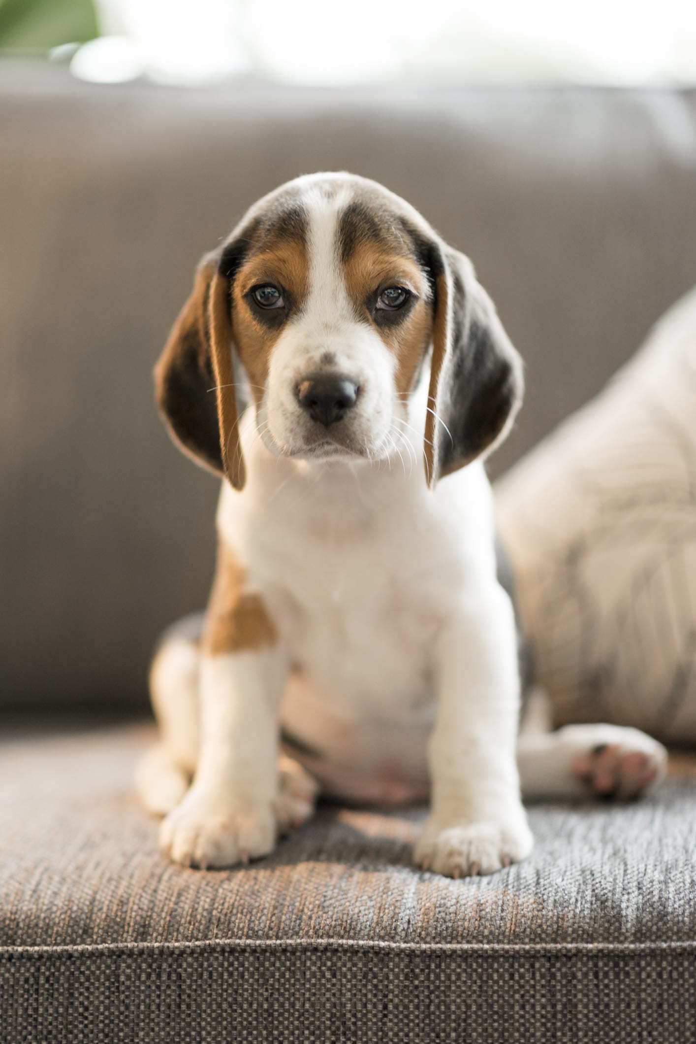 Cachorros dóceis: 7 raças para ter em casas com crianças