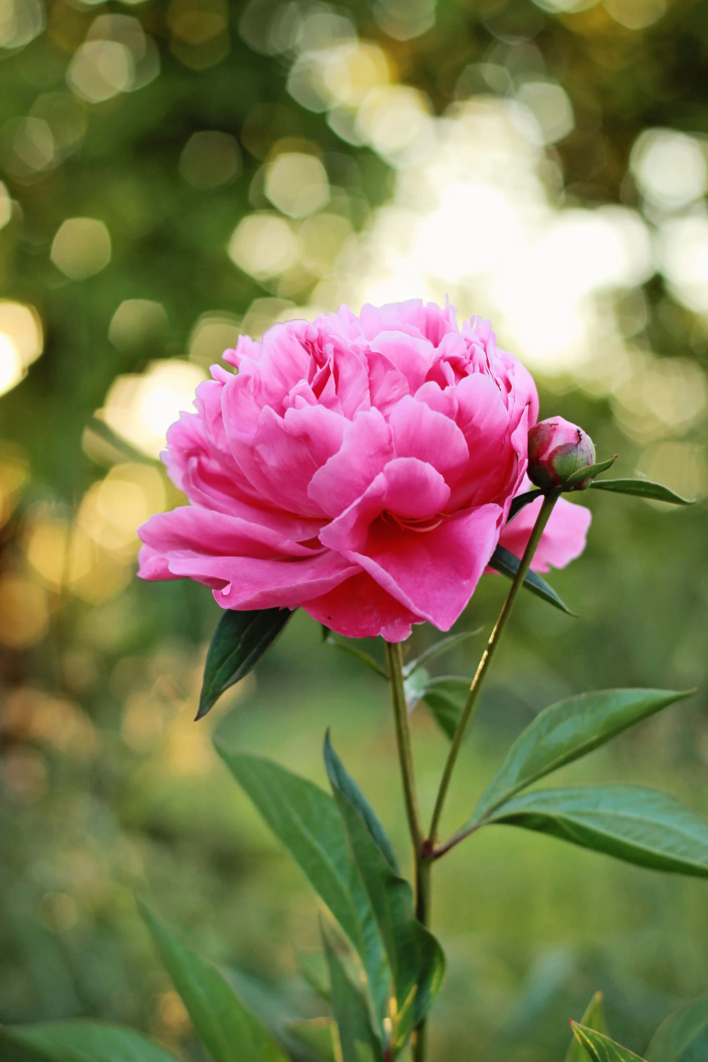 Не поспішайте викидати унікальну квітку: дуже простий і корисний рецепт варення з пелюсток півоній