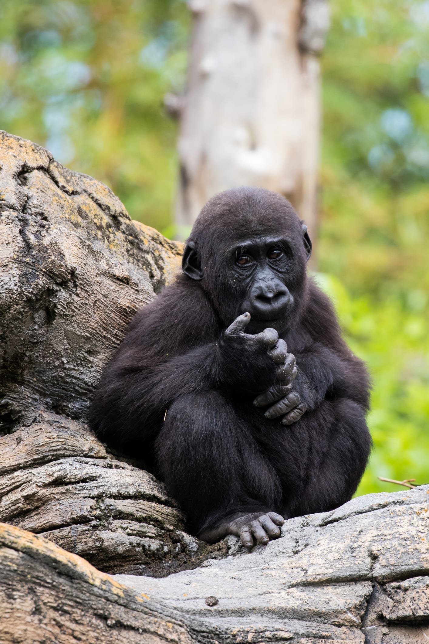 In Africa gli scimpanzé uccidono i gorilla, “E’ la prima volta, è colpa del surriscaldamento climatico e della fame”