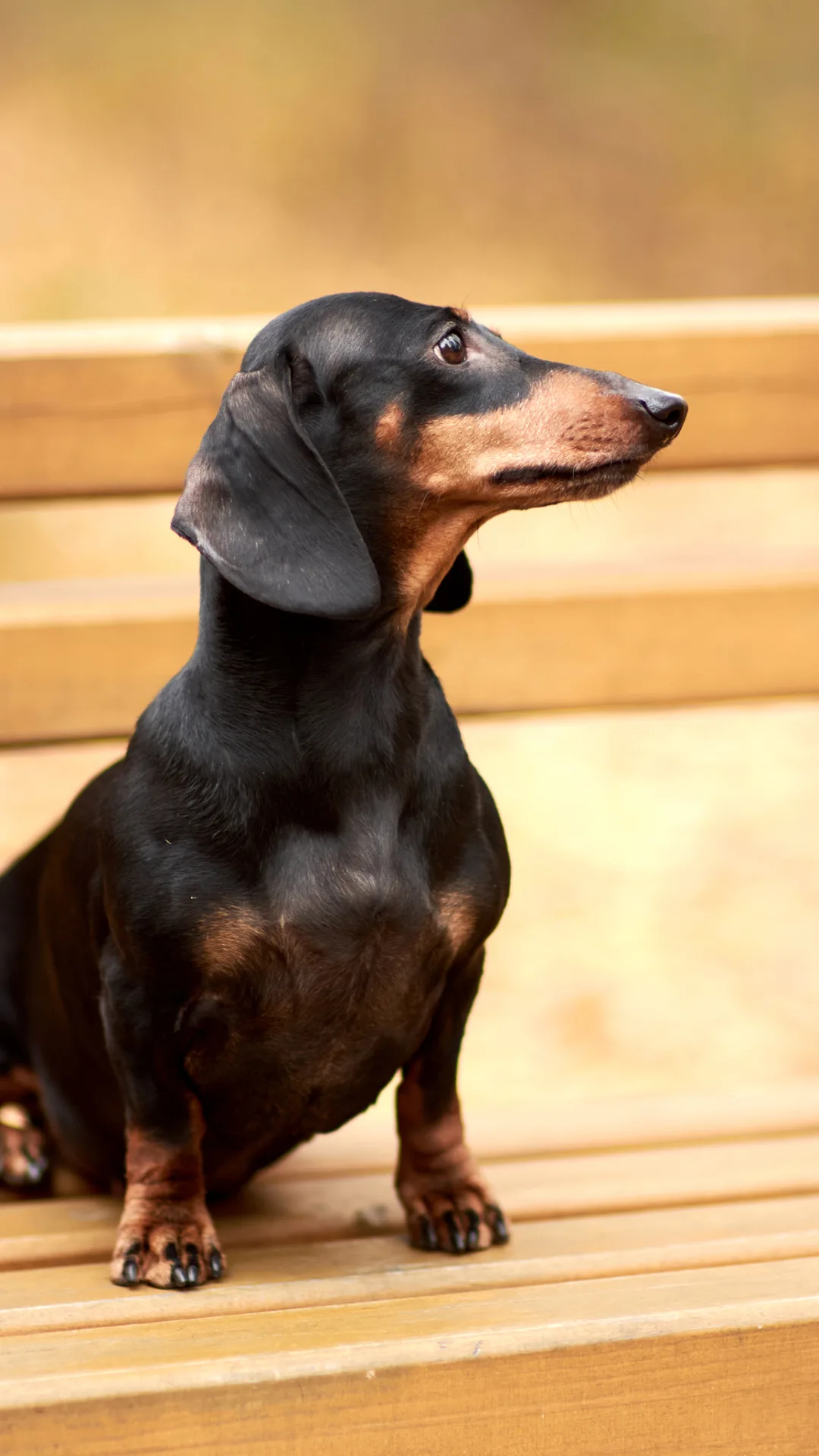 Sausage dog who was so obese she couldn't walk loses half her body weight