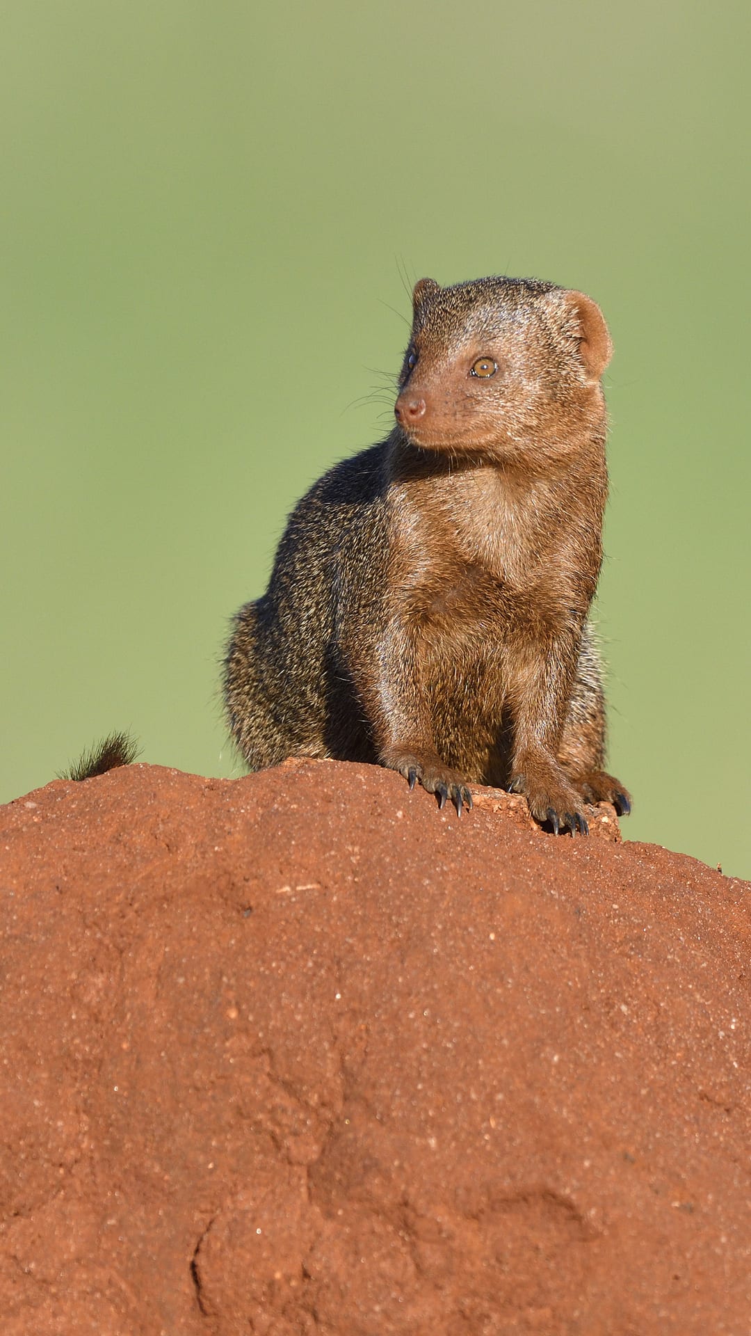 Wild mongooses remember bullies and give them the 'cold shoulder'