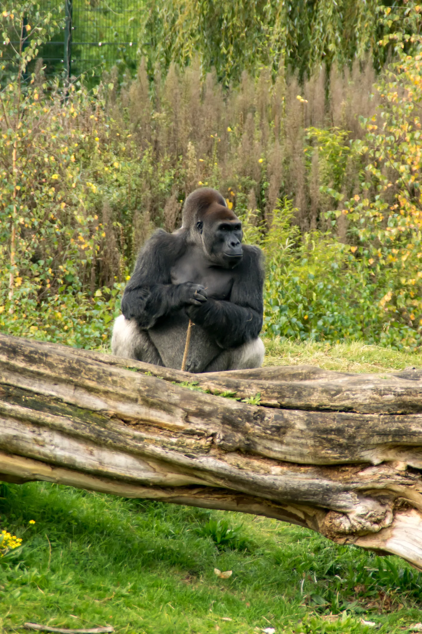 Ο γηραιότερος γορίλας στον κόσμο μόλις έγινε 65 ετών