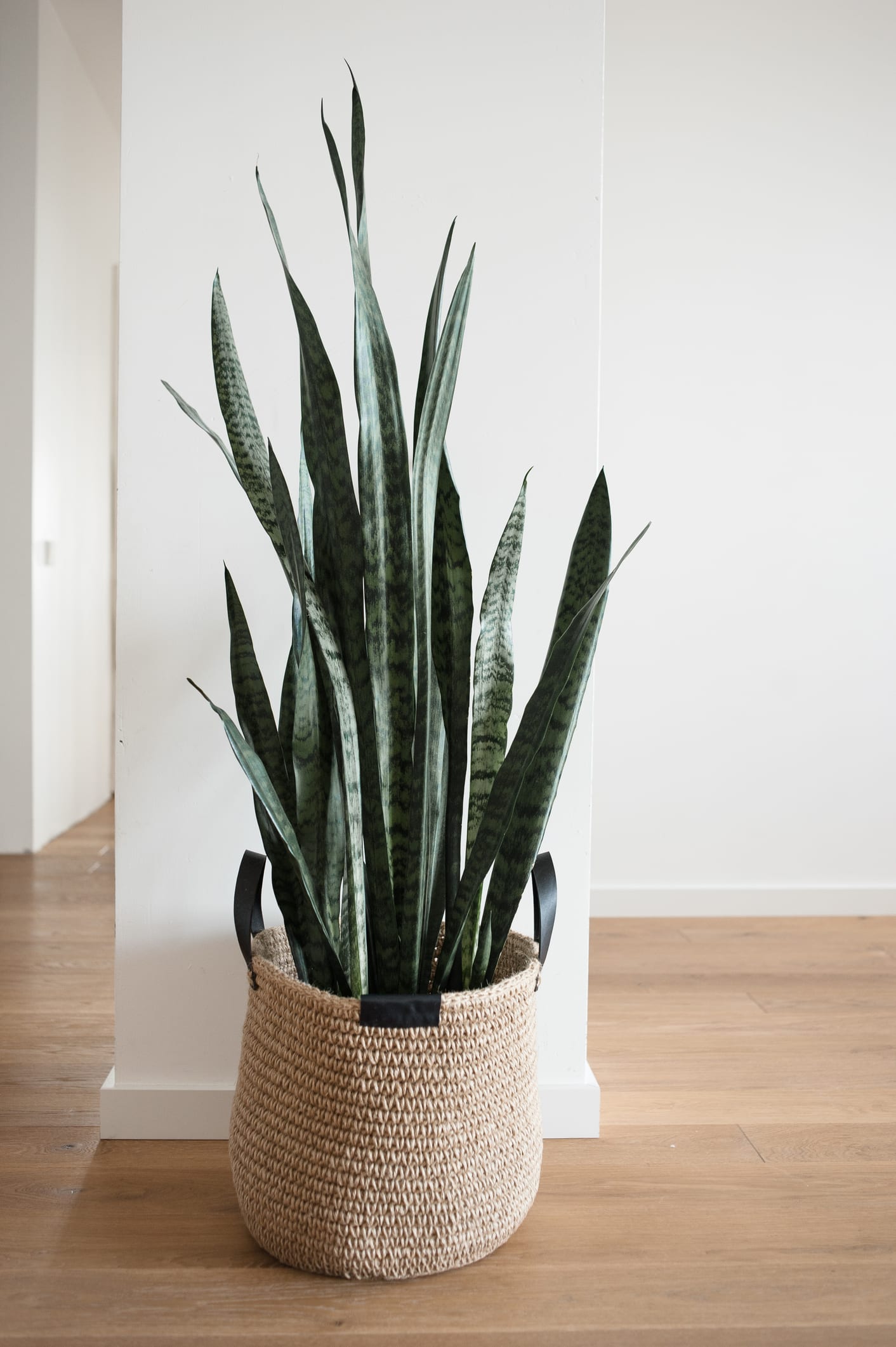 Esta es la razón por la que debes tener una Sansevieria en el cuarto del baño