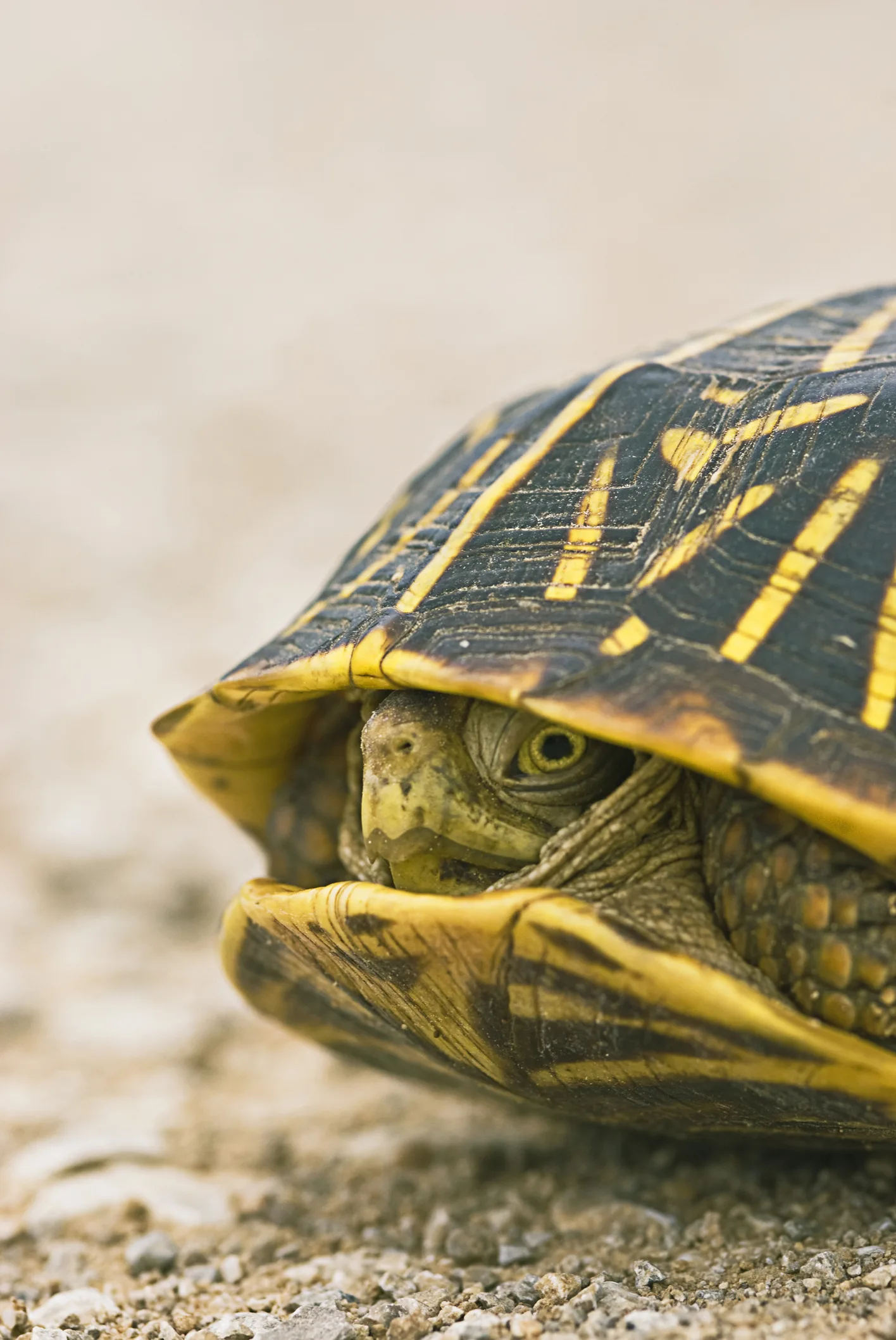 Судилося жити: на Оболоні знайшли черепаху, яка вціліла після обстрілу будинку