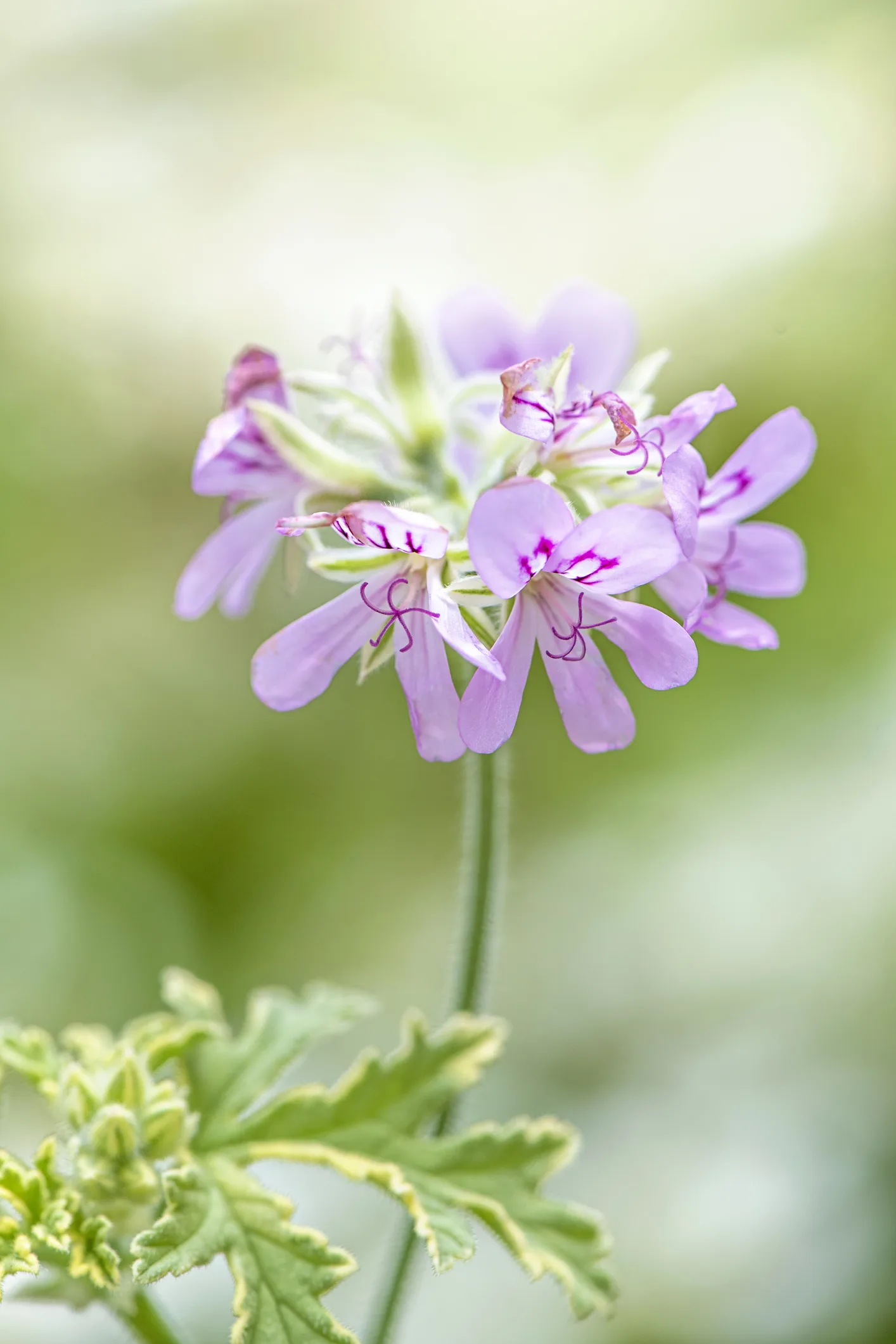 The best plants to grow on your balcony