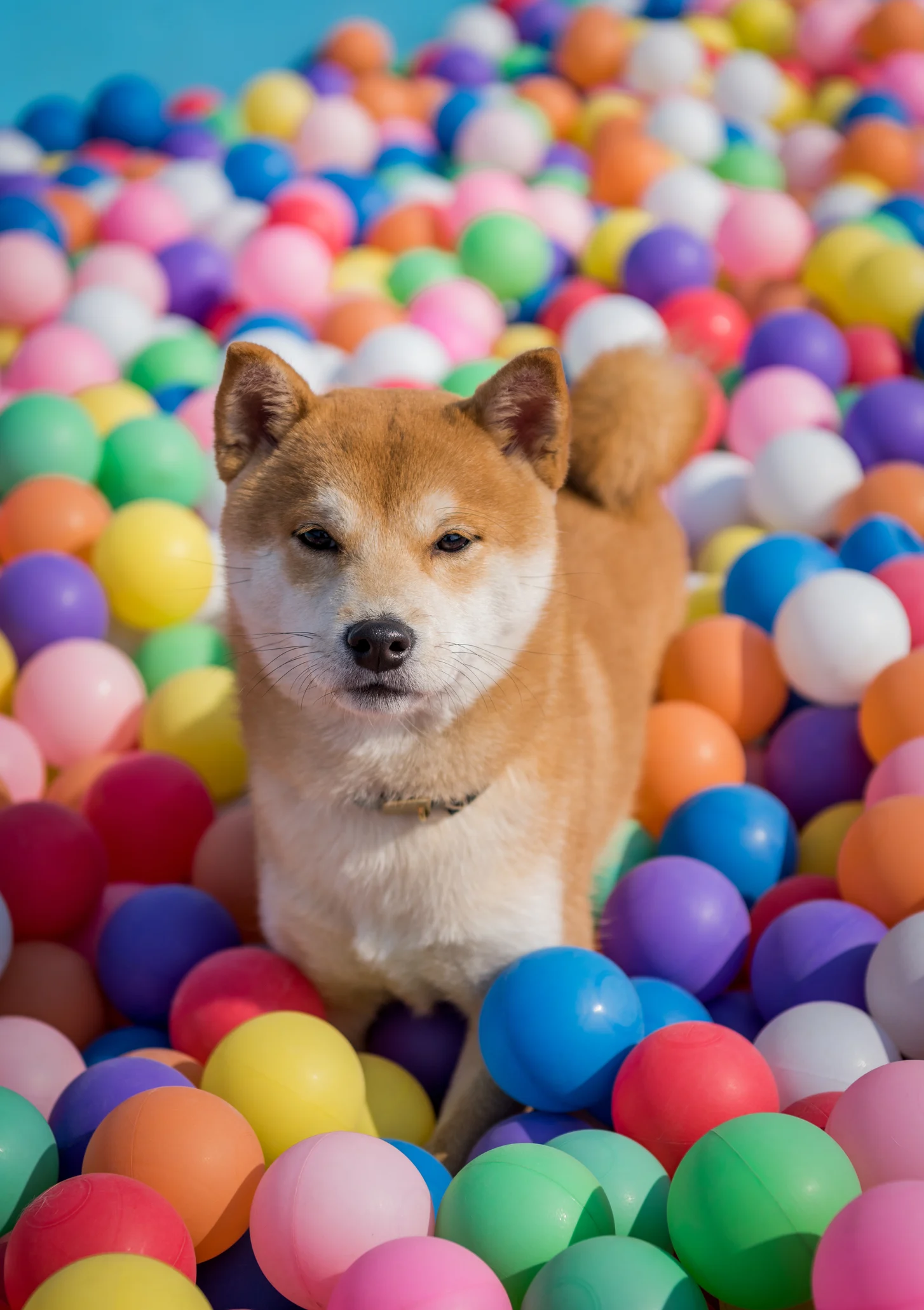 Estas son las 3 razas de perros más saludables