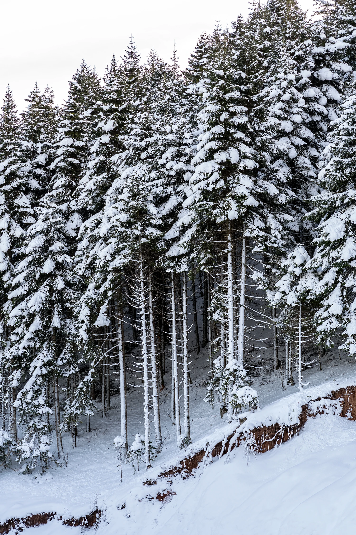 Turquia: 32 horas e 1300 quilómetros numa viagem de comboio por cenários cobertos de neve