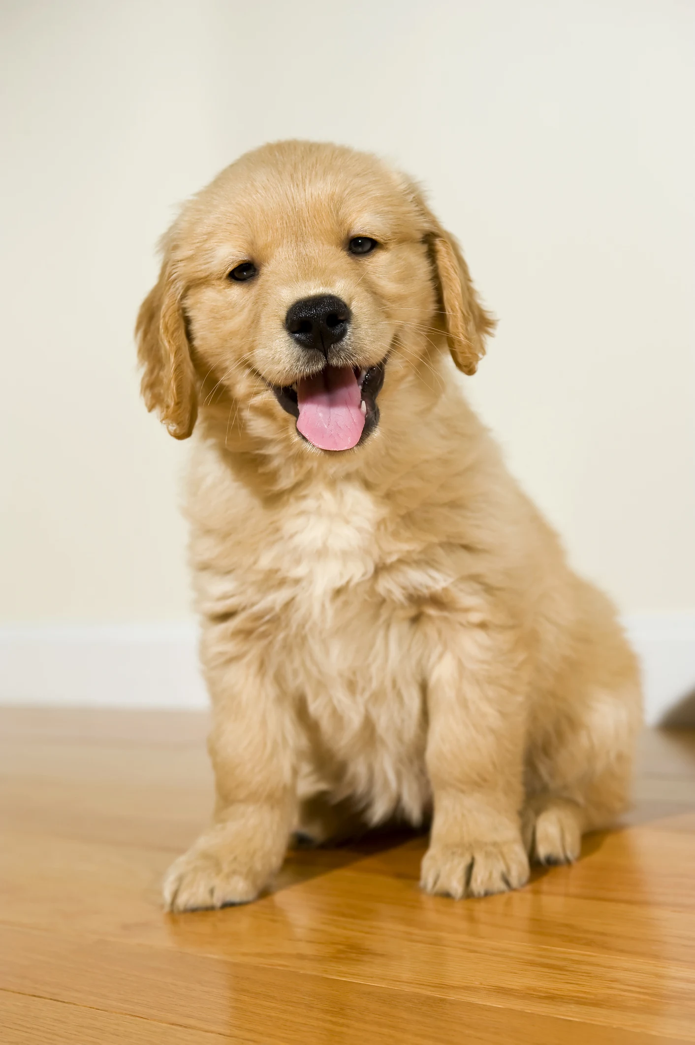 ¿Cuáles son las etapas de la vida de tu perro? Una guía breve para entender las necesidades de tu mejor amigo