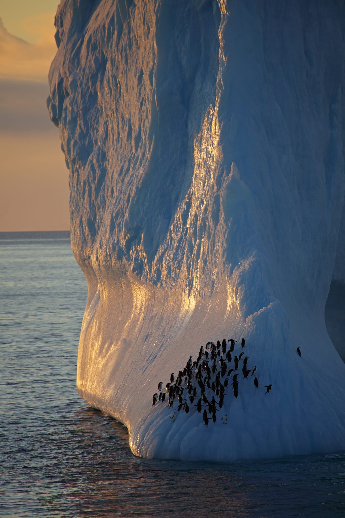 Histoire. La longue conquête de l’Antarctique, le Sud de glace