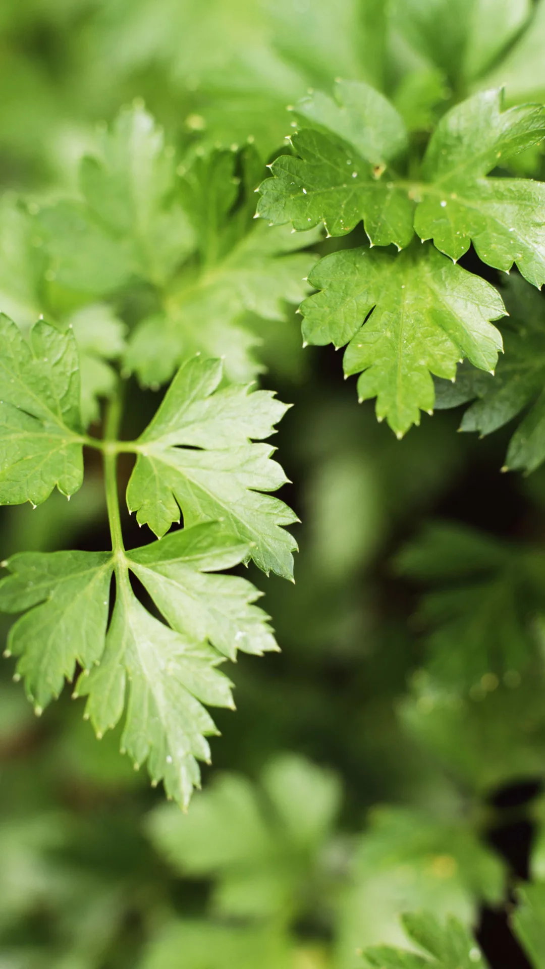 ¡No tires el perejil! Prepara un delicioso chimichurri con esta esta receta fácil