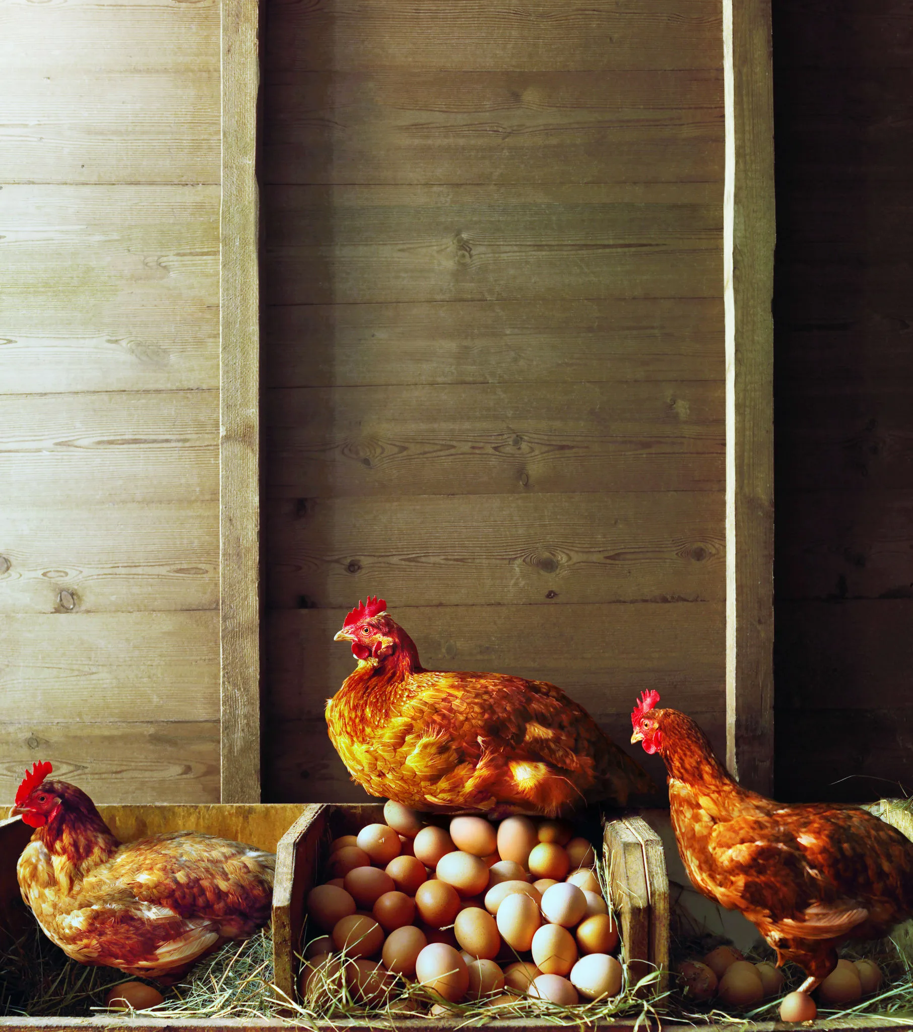 Le galline arrivano dall'Asia e vivono con l'uomo solo da 3500 anni