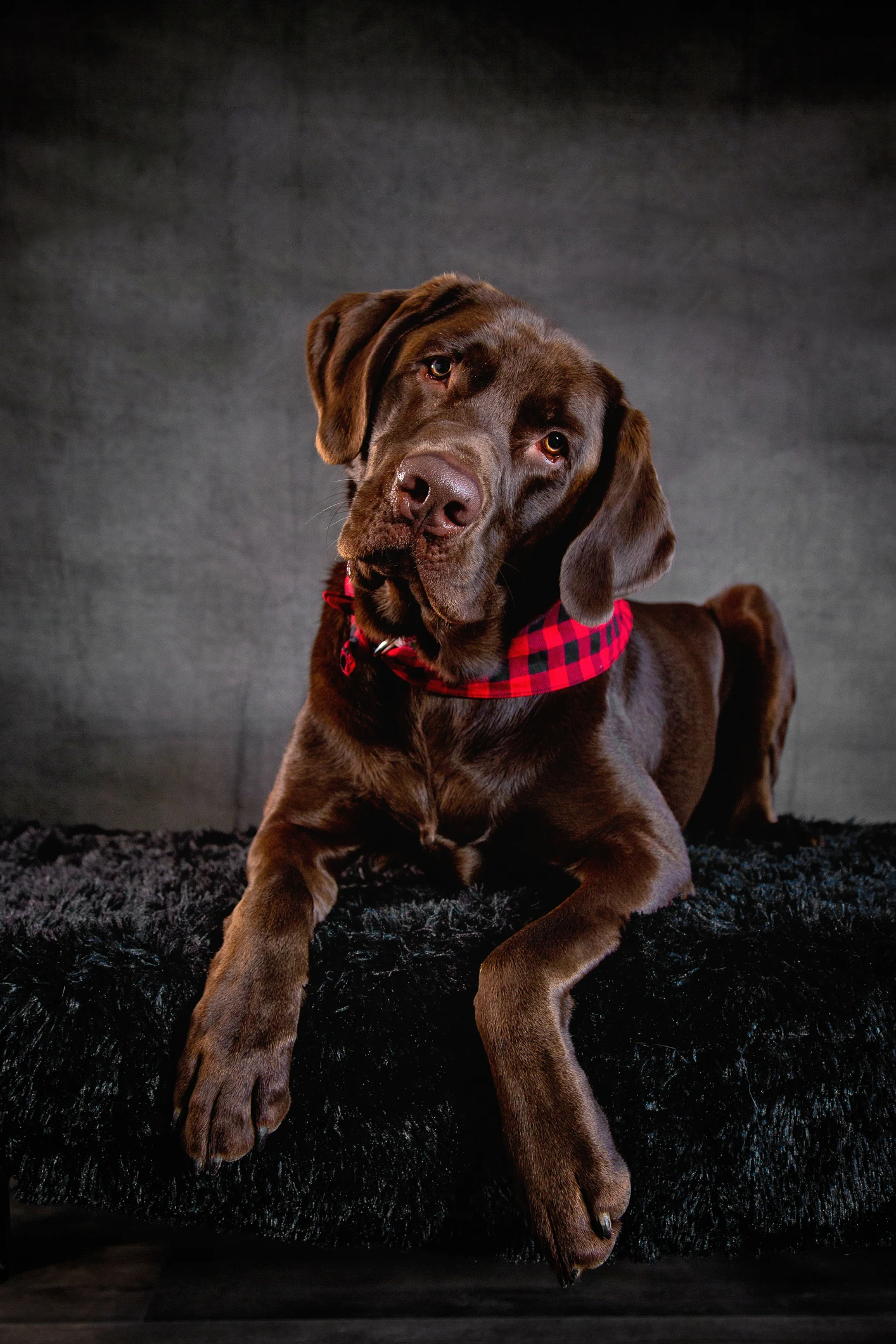 Labrador und Husky sind ihre Eltern: So sehen die Hunde aus