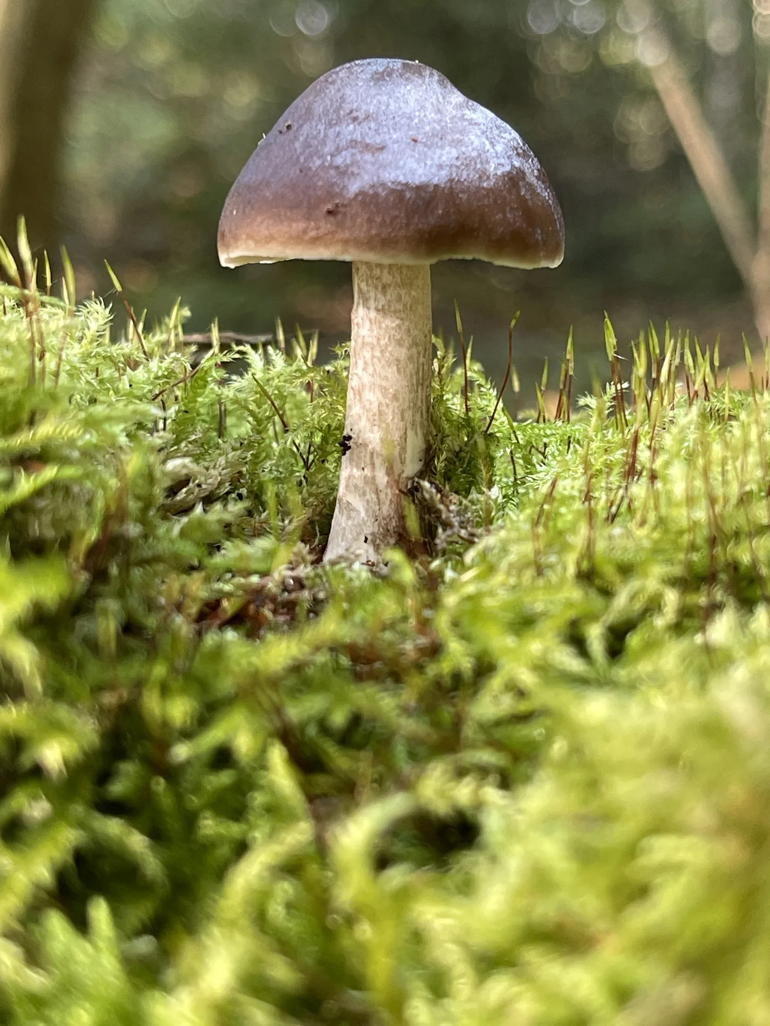 Resulta que los hongos saben hablar, literalmente. Y que se comunican con 50 palabras distintas