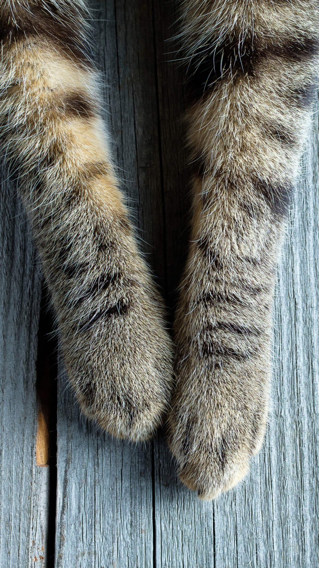 Why do cats knead with their paws?