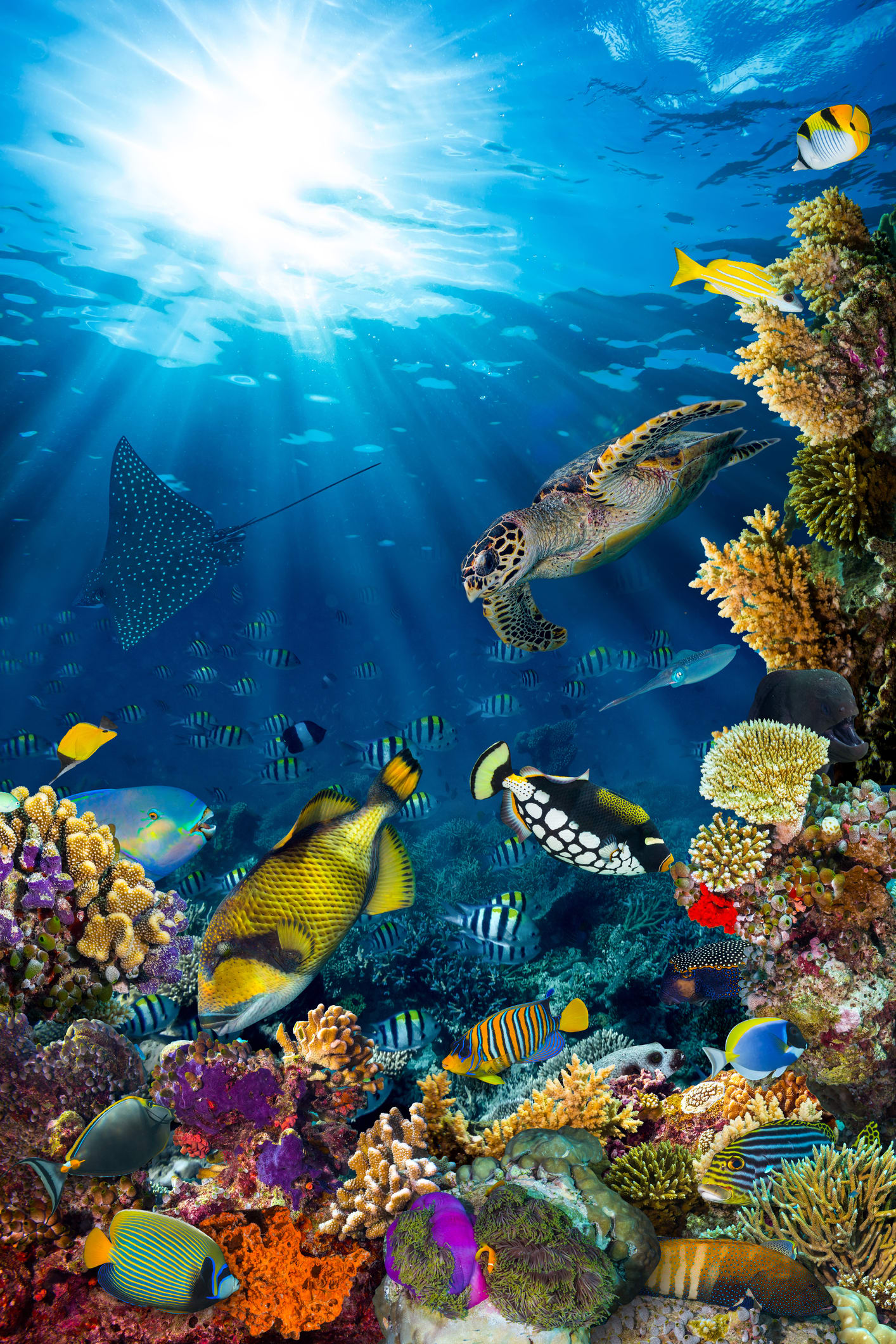 Ocean warming threatens more frequent bleaching of Great Barrier Reef—report