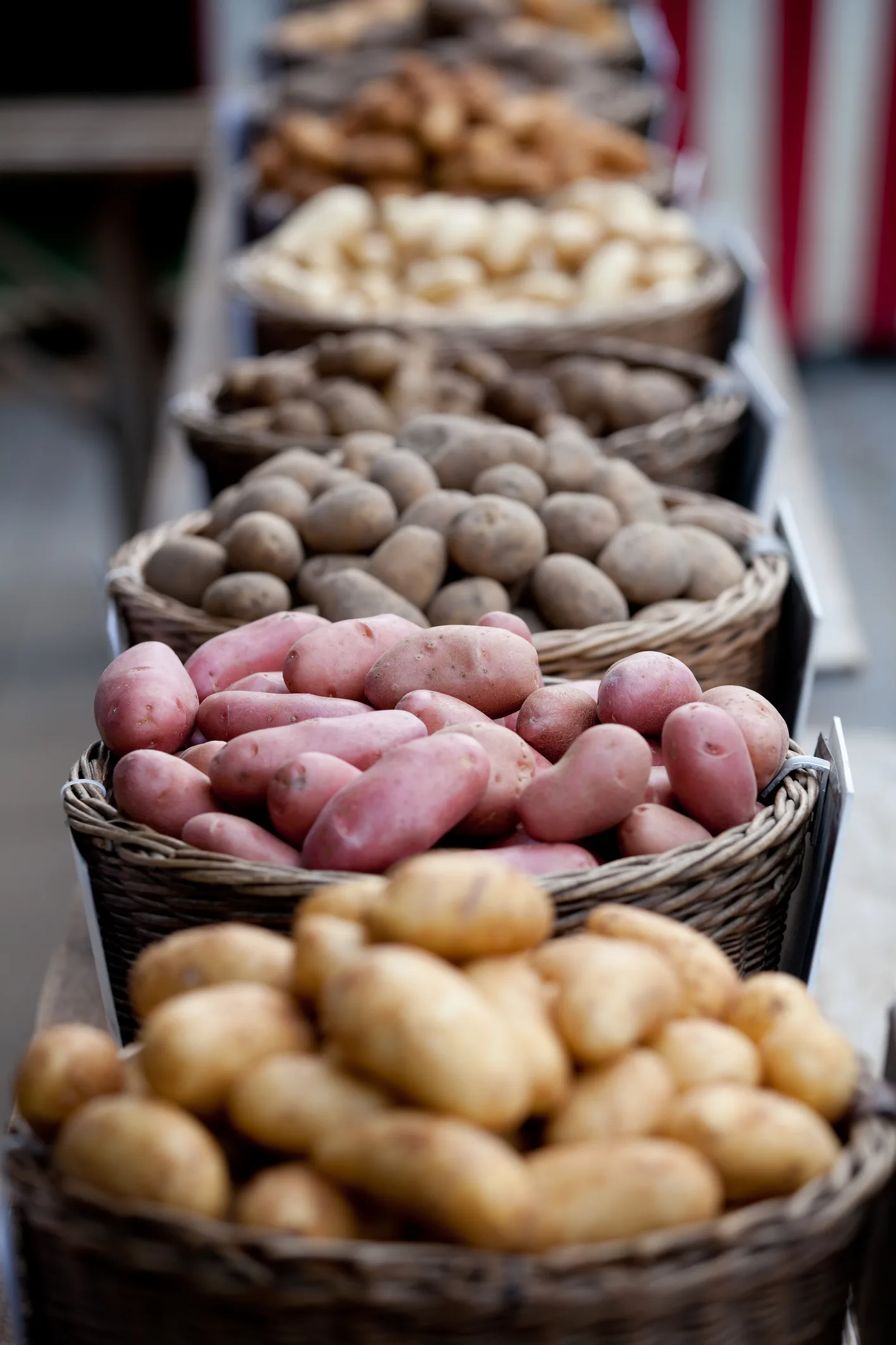 Чому не варто викидати картопляне лушпиння: приготування ідеального добрива для поливу смородини
