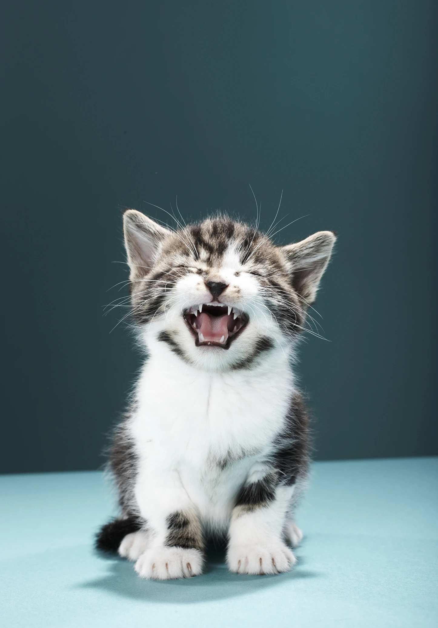 Cachorros e gatos conseguem reconhecer outros bichos e sons da televisão; saiba