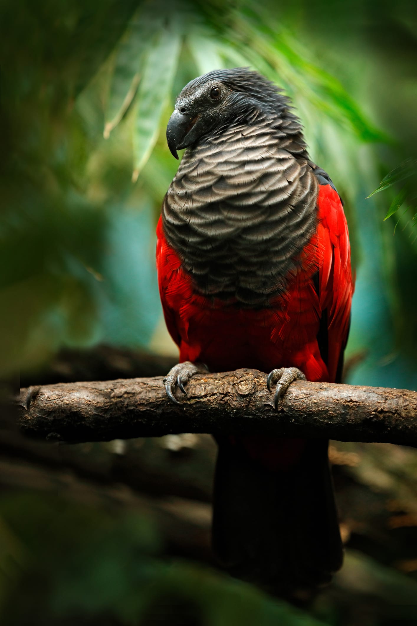 Top 8 des plus beaux oiseaux du monde
