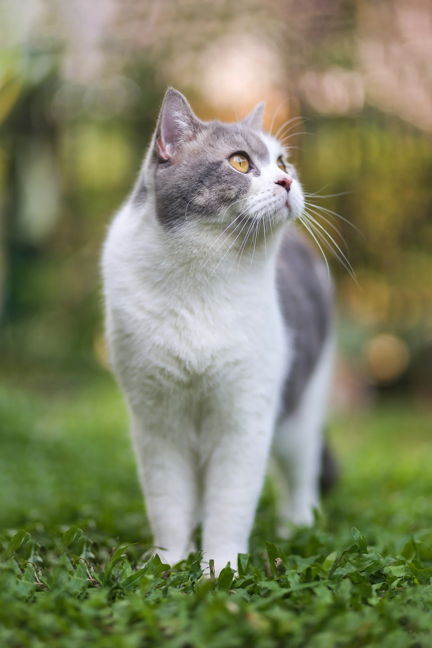 Cette étude scientifique révèle où s'aventurent les chats lorsqu'ils partent en vadrouille