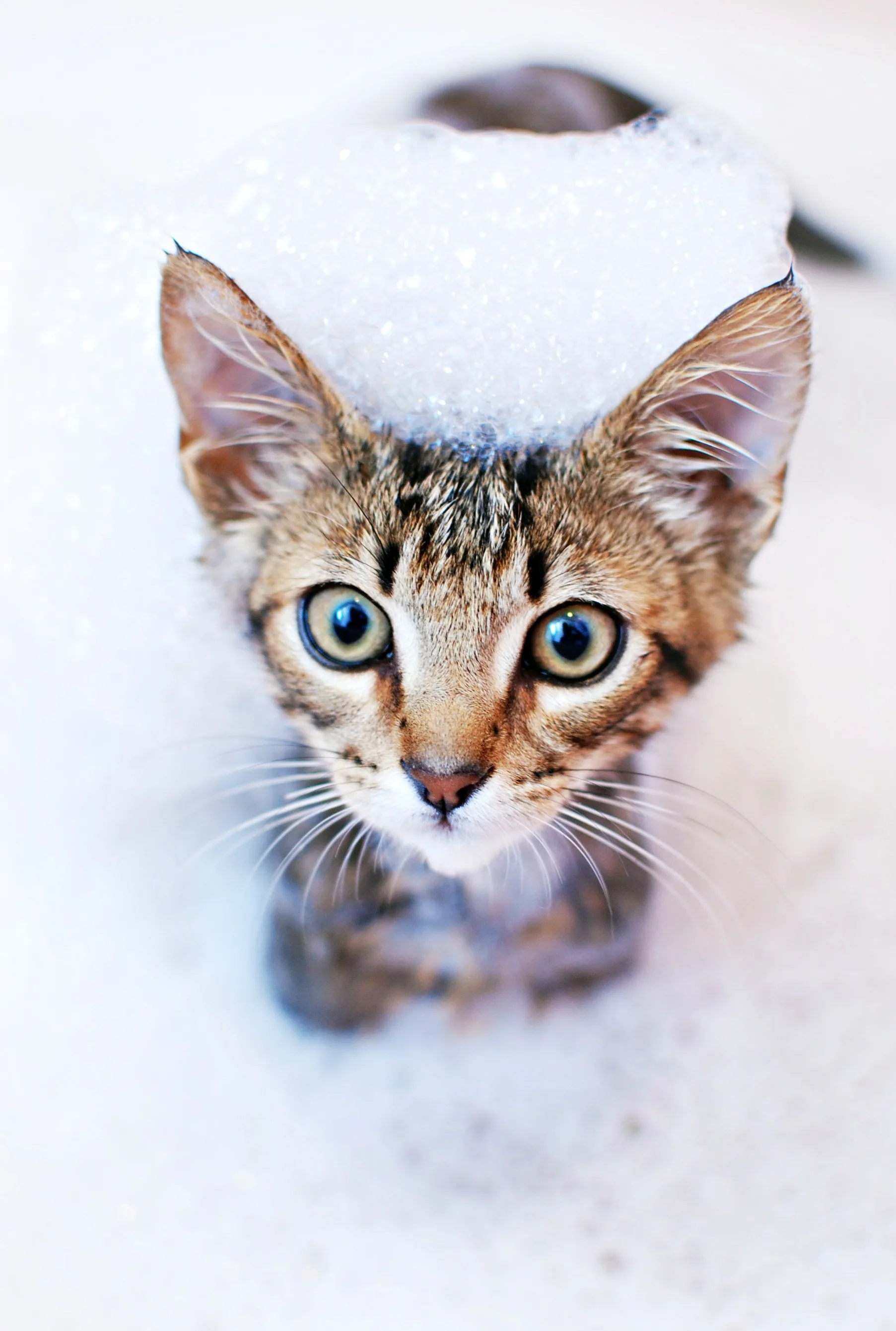 Confira dicas para refrescar cães e gatos no verão