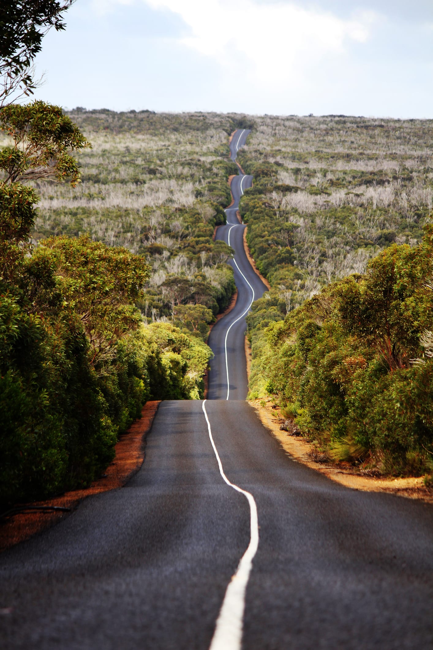 Australie. On la pensait disparue, l’araignée Pélican retrouvée sur l’île Kangourou