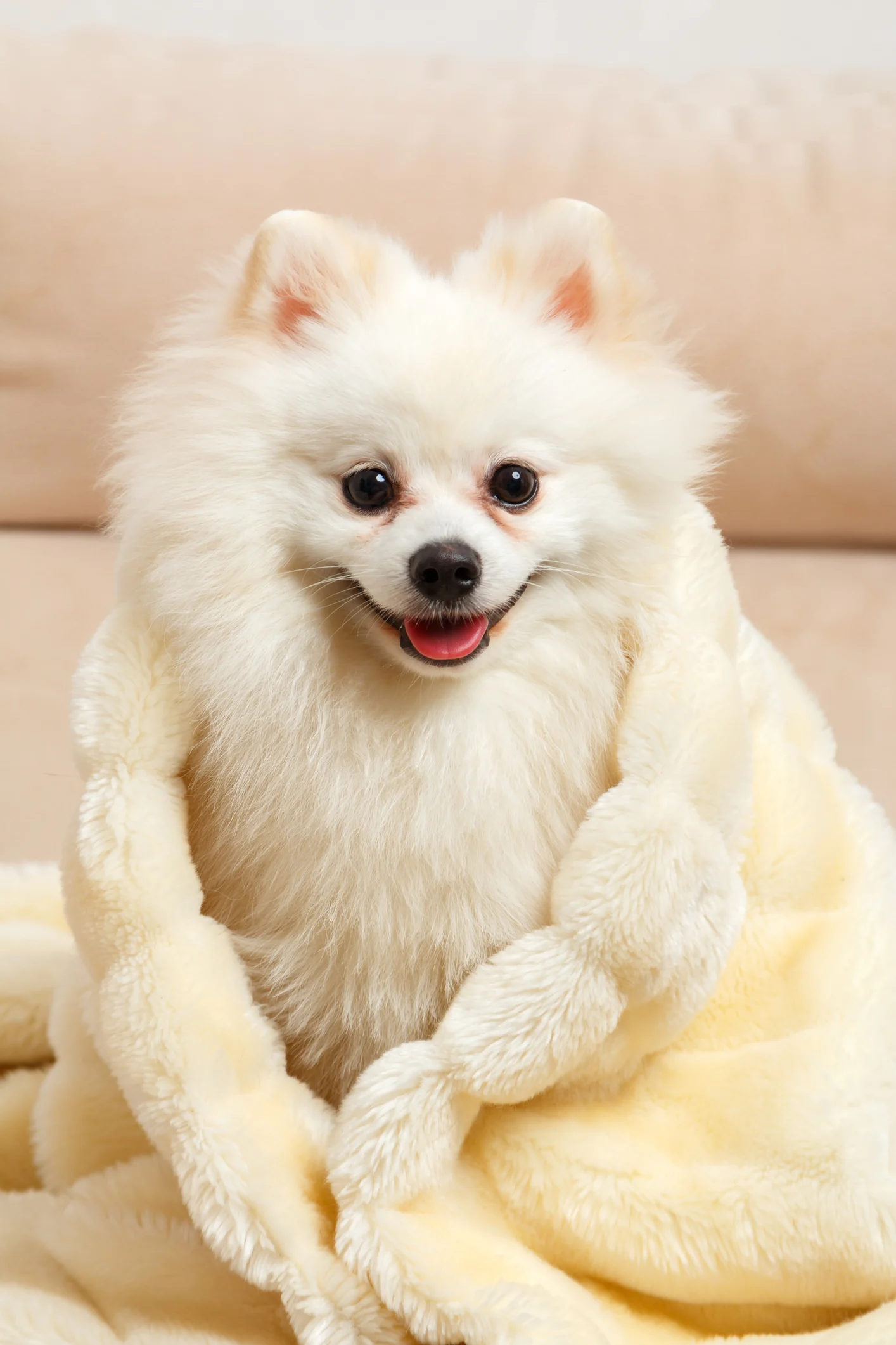 Want to avoid disability in old age? Get a dog! Researchers find dog-owners are HALF as likely to be disabled in their 70s and 80s