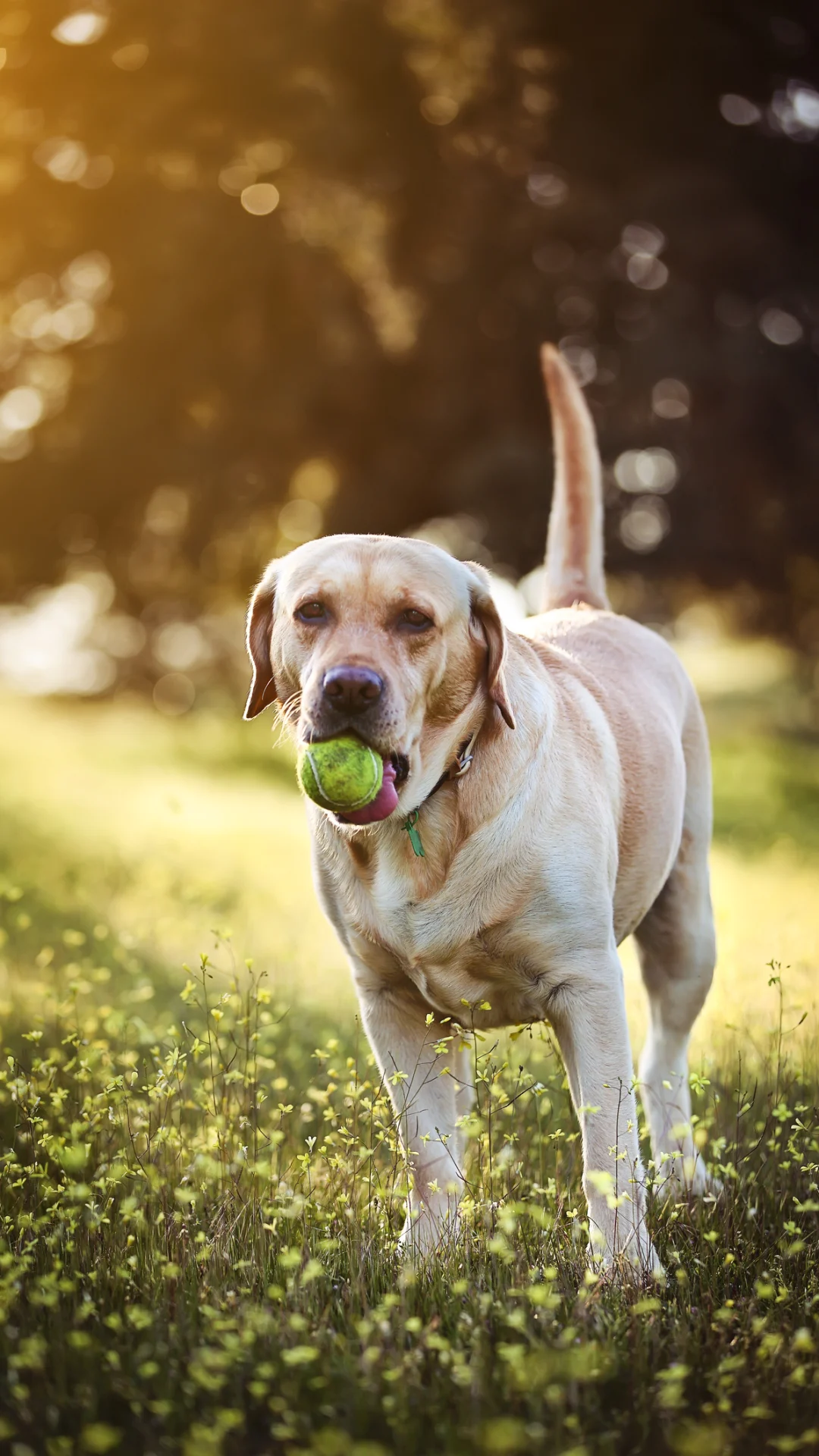 Perros Labradores bebés: precio, fotos, criaderos y características