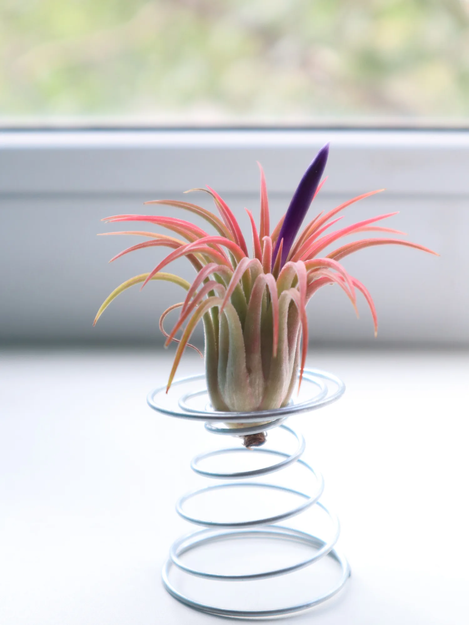 Plantas de aire: todo lo que debes saber para cultivarlas en casa