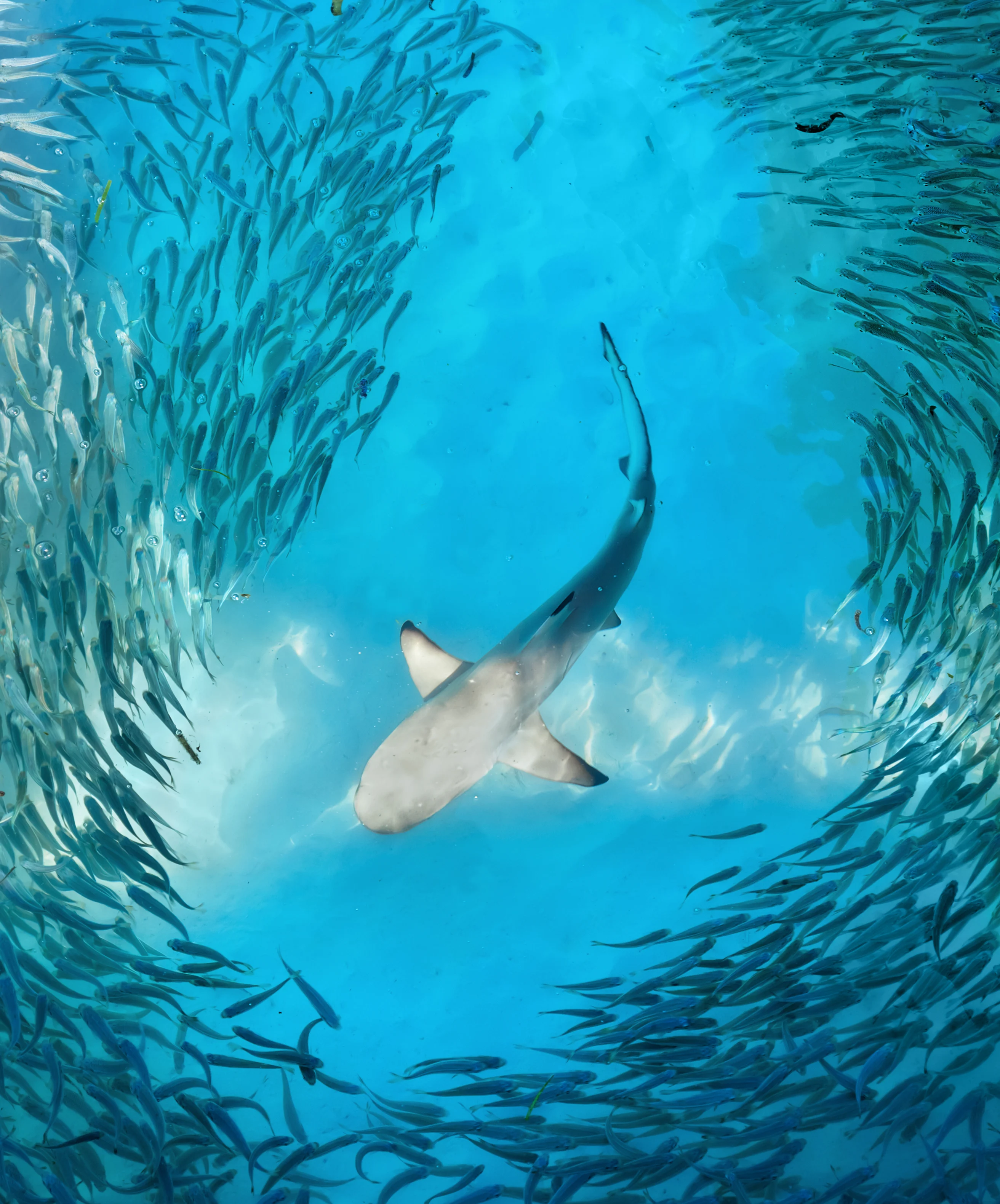 Shark expert explains why surfers shouldn't be in water after a flood