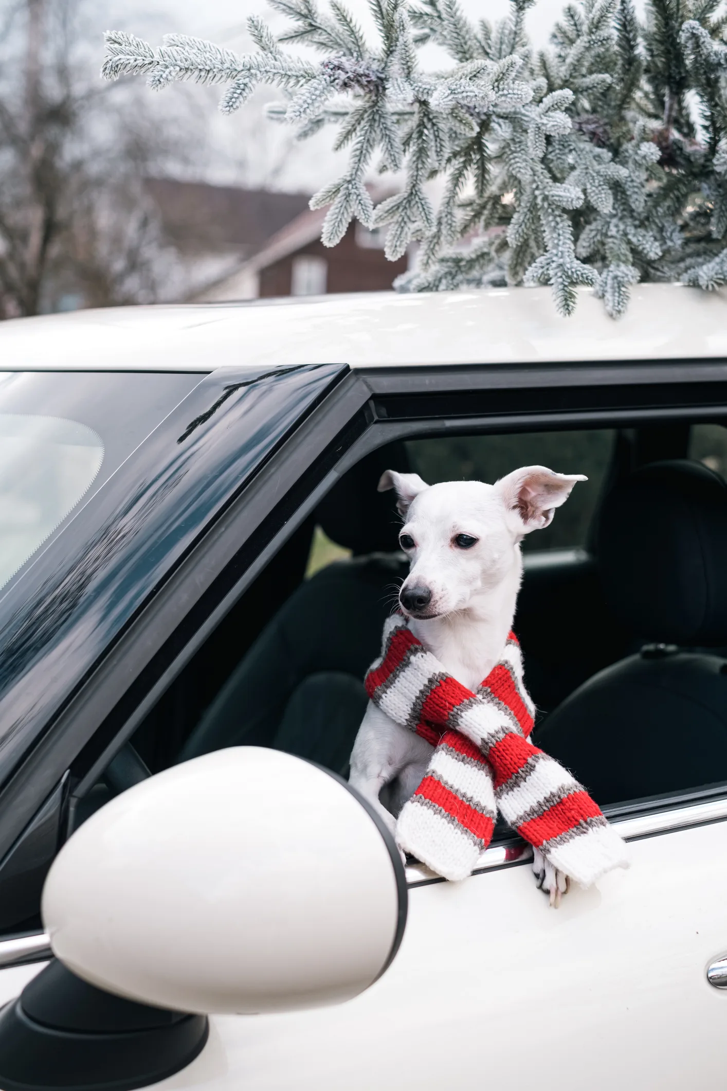 Playlist featuring Bob Marley promises to relax pets in the car