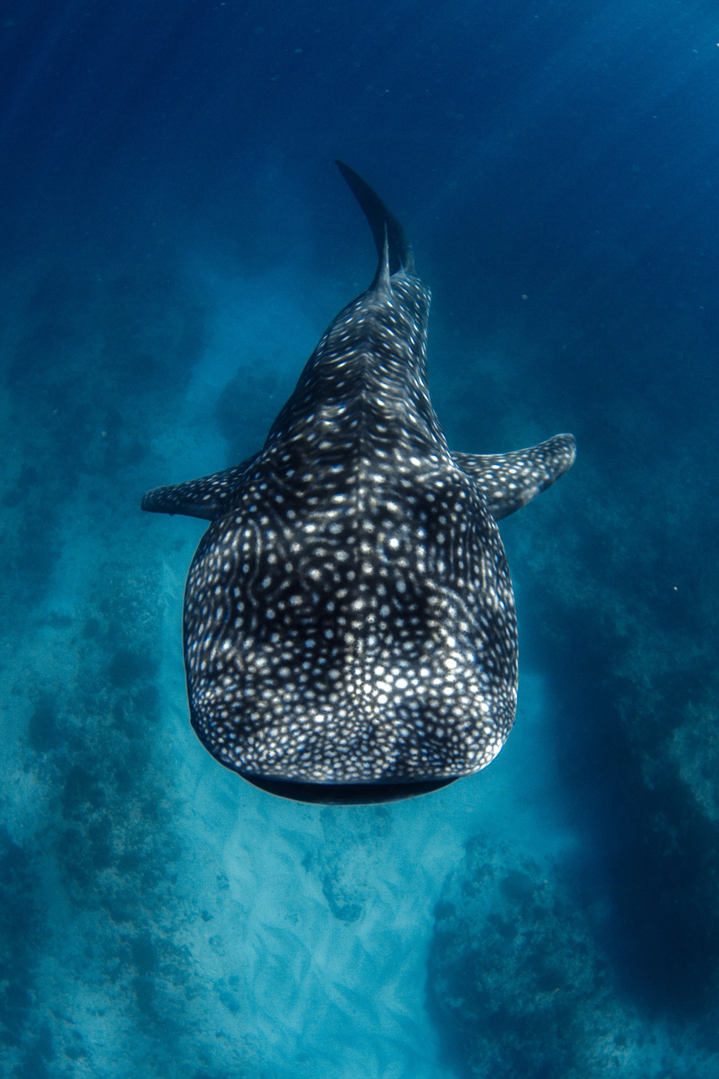 The world's largest fish is very mysterious, and endangered