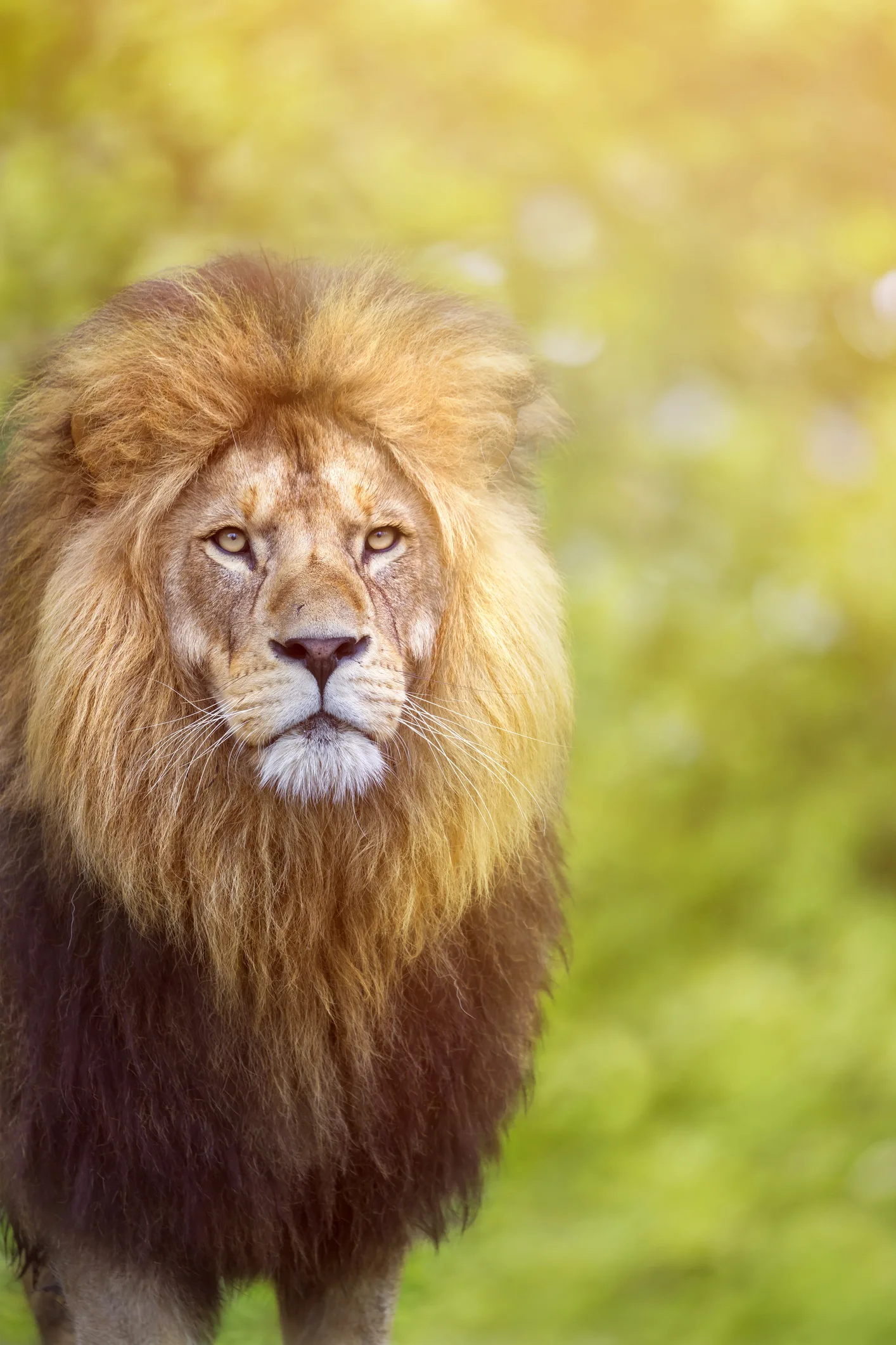 ‘Love hormone’ turns fierce lions into kittens
