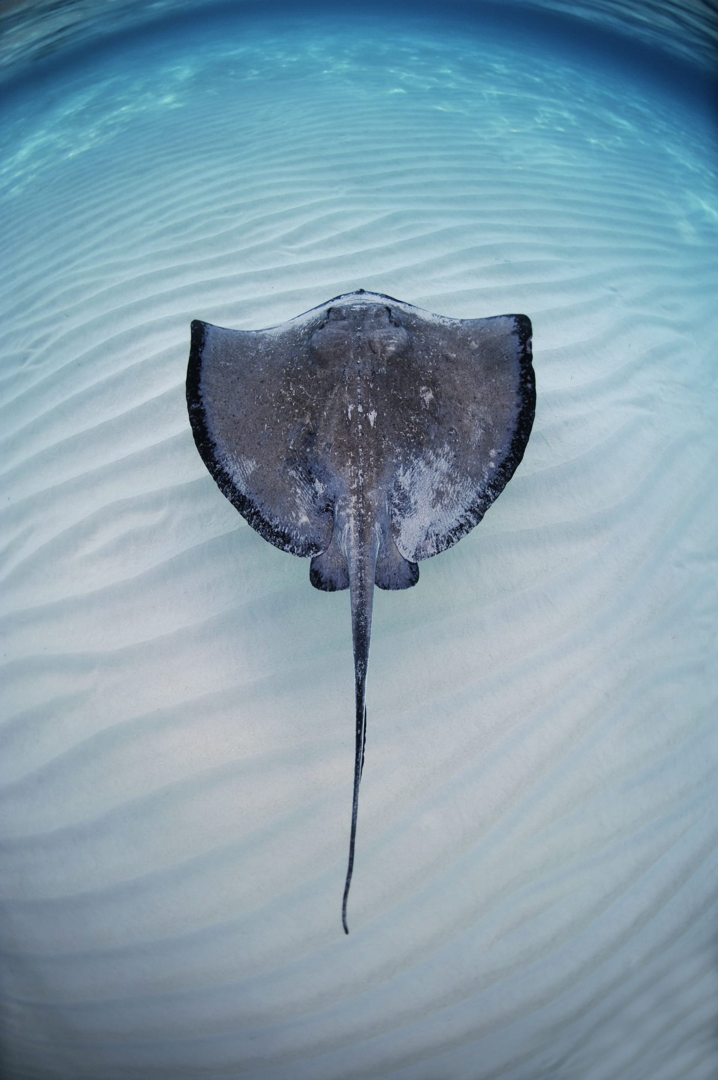 “กระเบนน้ำจืดยักษ์” แม่น้ำโขง กัมพูชา ทำสถิติปลาน้ำจืดใหญ่ที่สุดในโลก