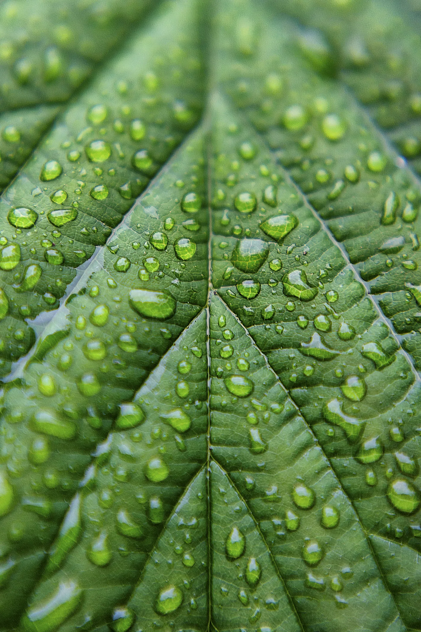 Plantas perfectas: conoce el truco que los dueños de viveros no quieren que sepas