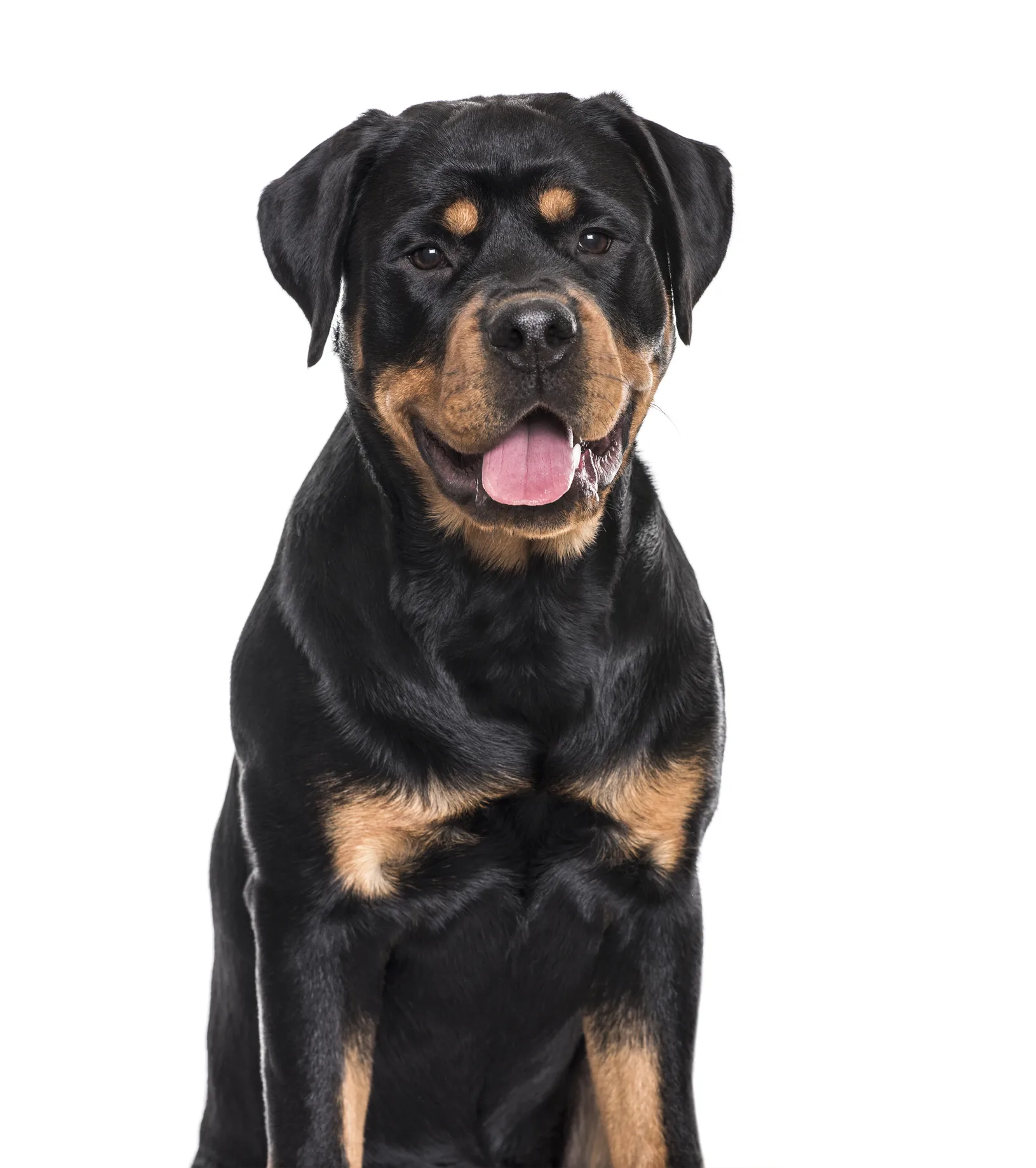 Perritos: las 5 razas que protegen mejor tu casa y tu familia