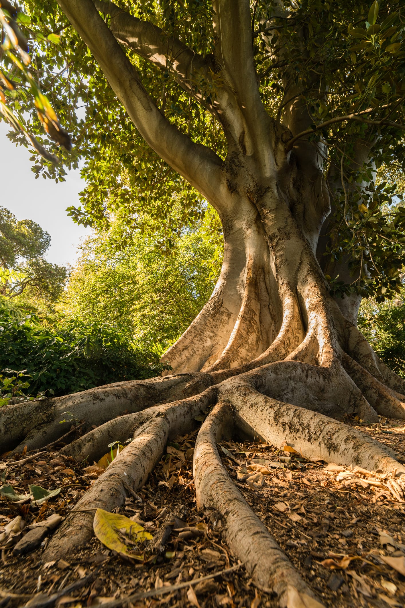 “ต้นไม้มีค่า” ใช้ค้ำประกันเงินกู้ได้จริง ล่าสุดยอดปล่อยสินเชื่อพุ่ง 137 ล้านบาท
