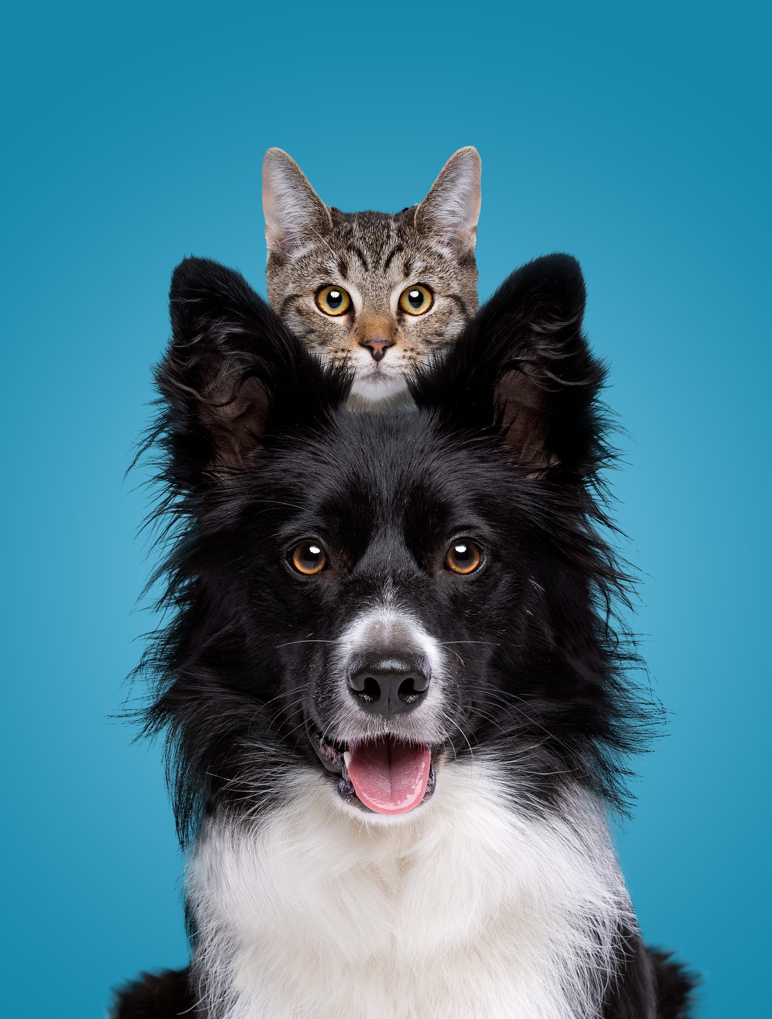 13 Things Your Pet Is Trying to Tell You