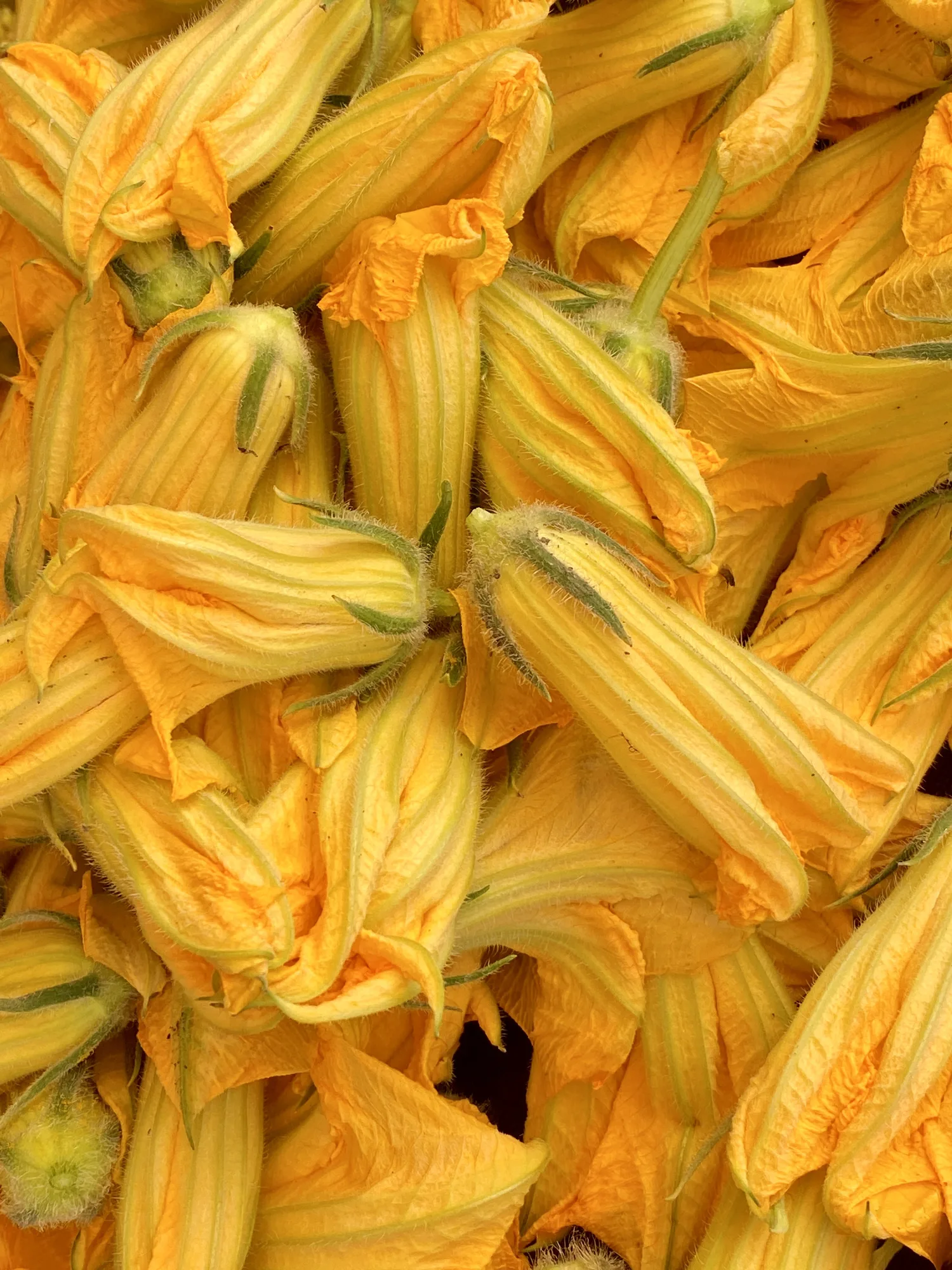 Fiori di zucca fritti in pastella