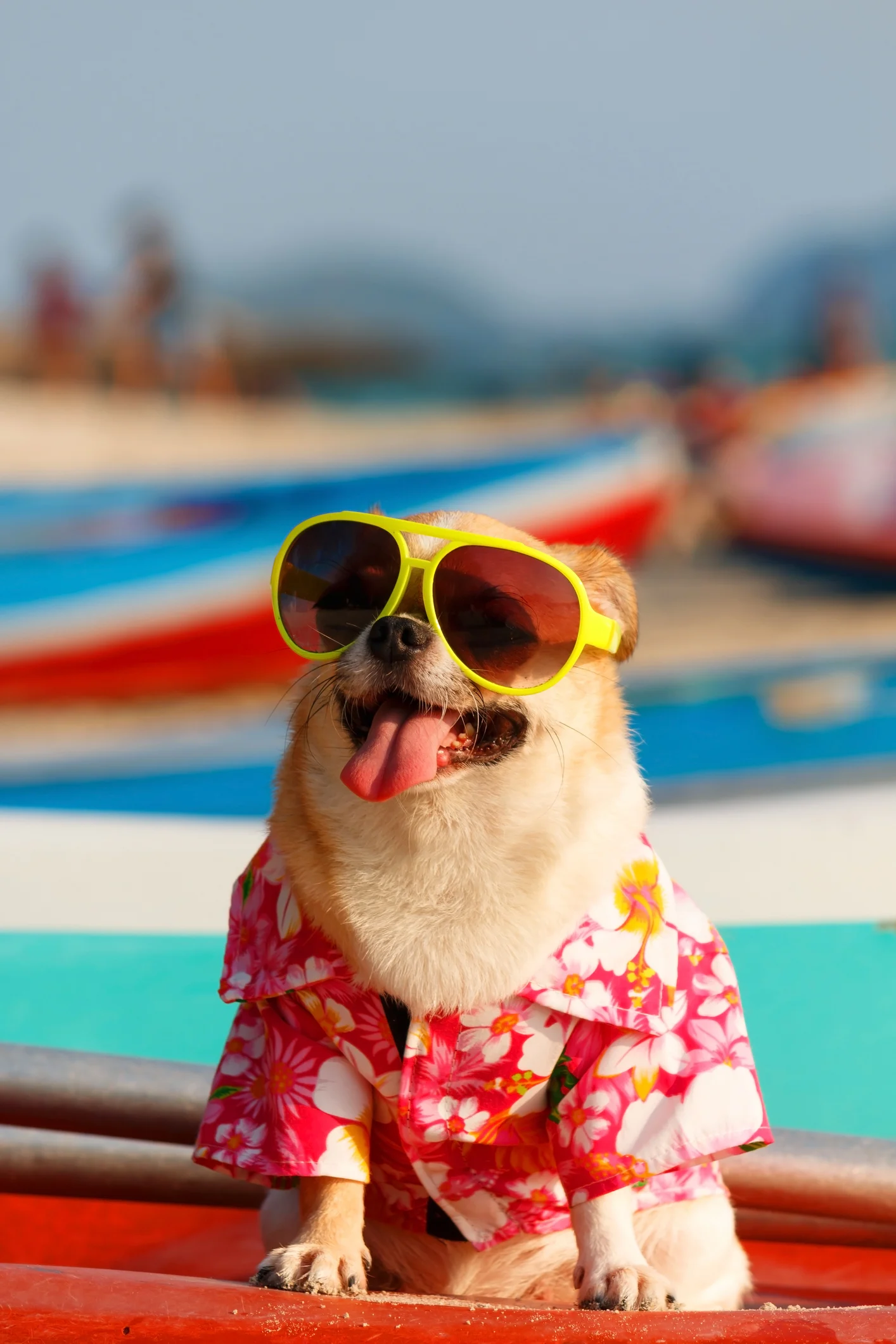 Norme UE per viaggiare con gli animali d'affezione: cosa sapere prima di partire