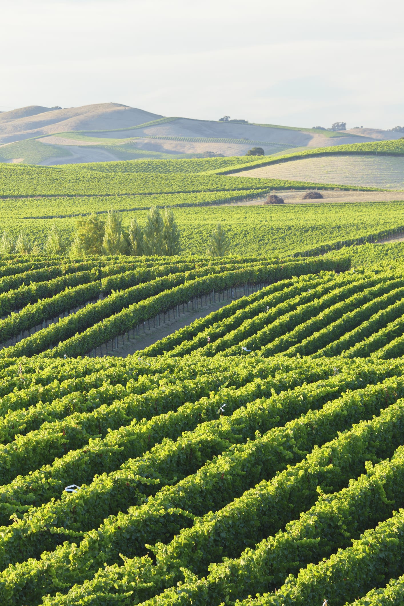 4 bodegas españolas donde pasar un fin de semana entre viñedos