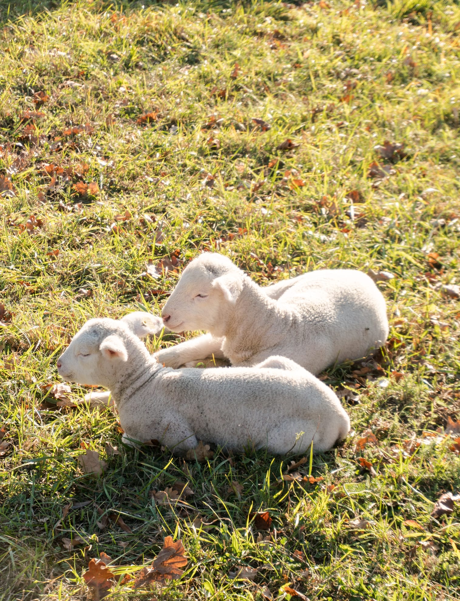 Mums rally to find a $3 sold-out lamb cuddle toy for toddler who lost the one he's slept with since birth: 'The kindness of strangers is amazing'