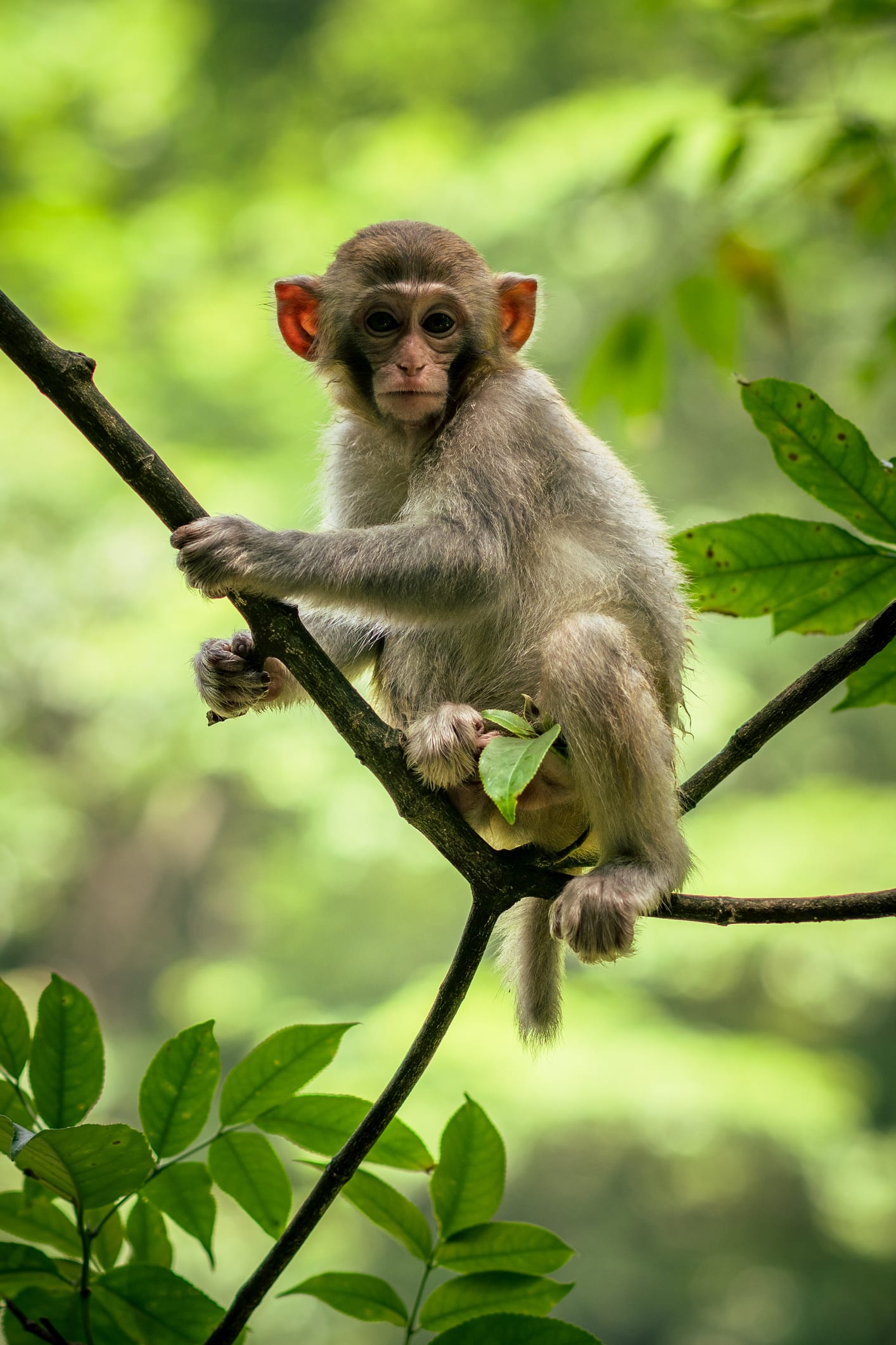 Female monkeys with female friends live LONGER, study reveals 