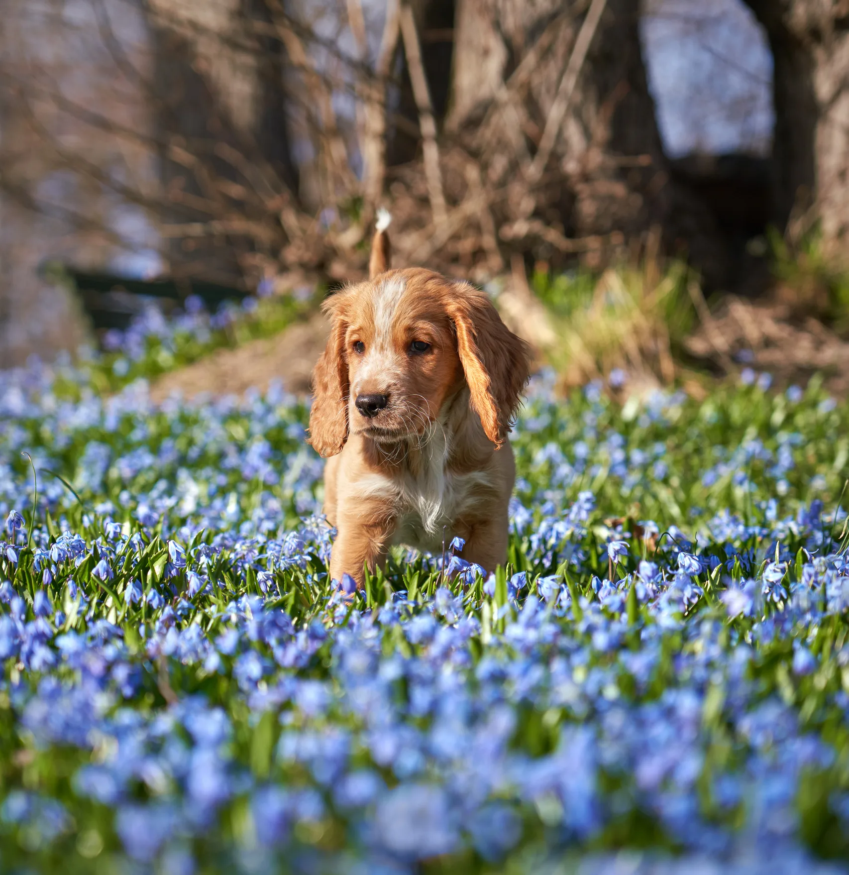 Want to avoid disability in old age? Get a dog! Researchers find dog-owners are HALF as likely to be disabled in their 70s and 80s