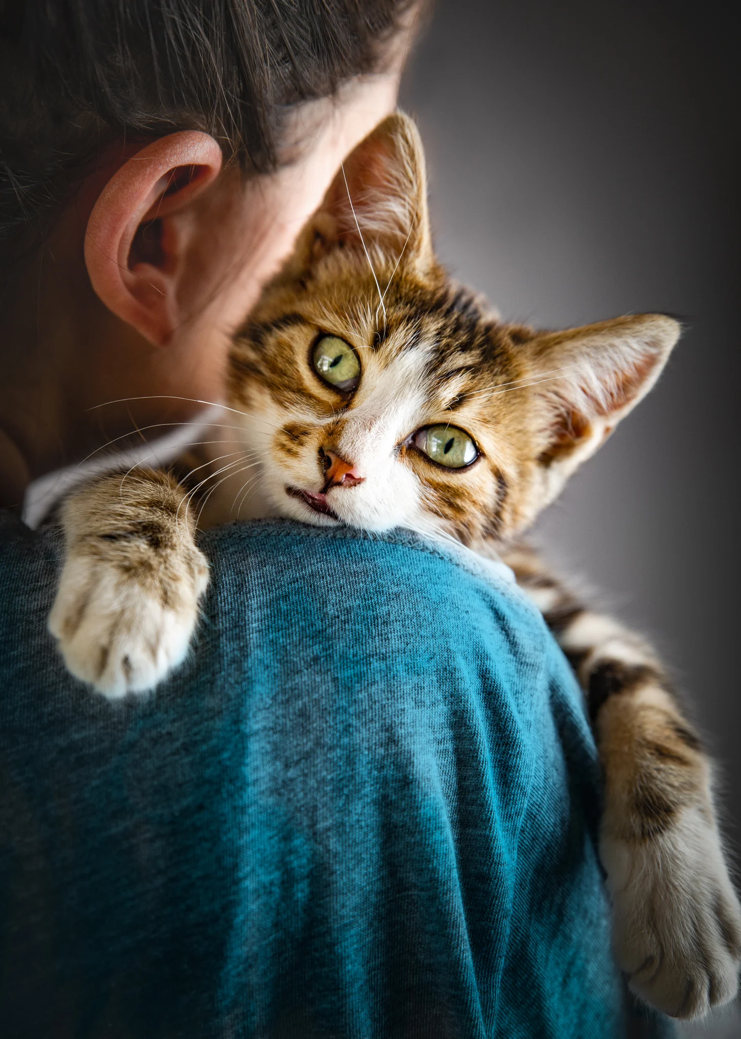 Ensinar ou mudar o nome de um gato adulto é possível e exige paciência