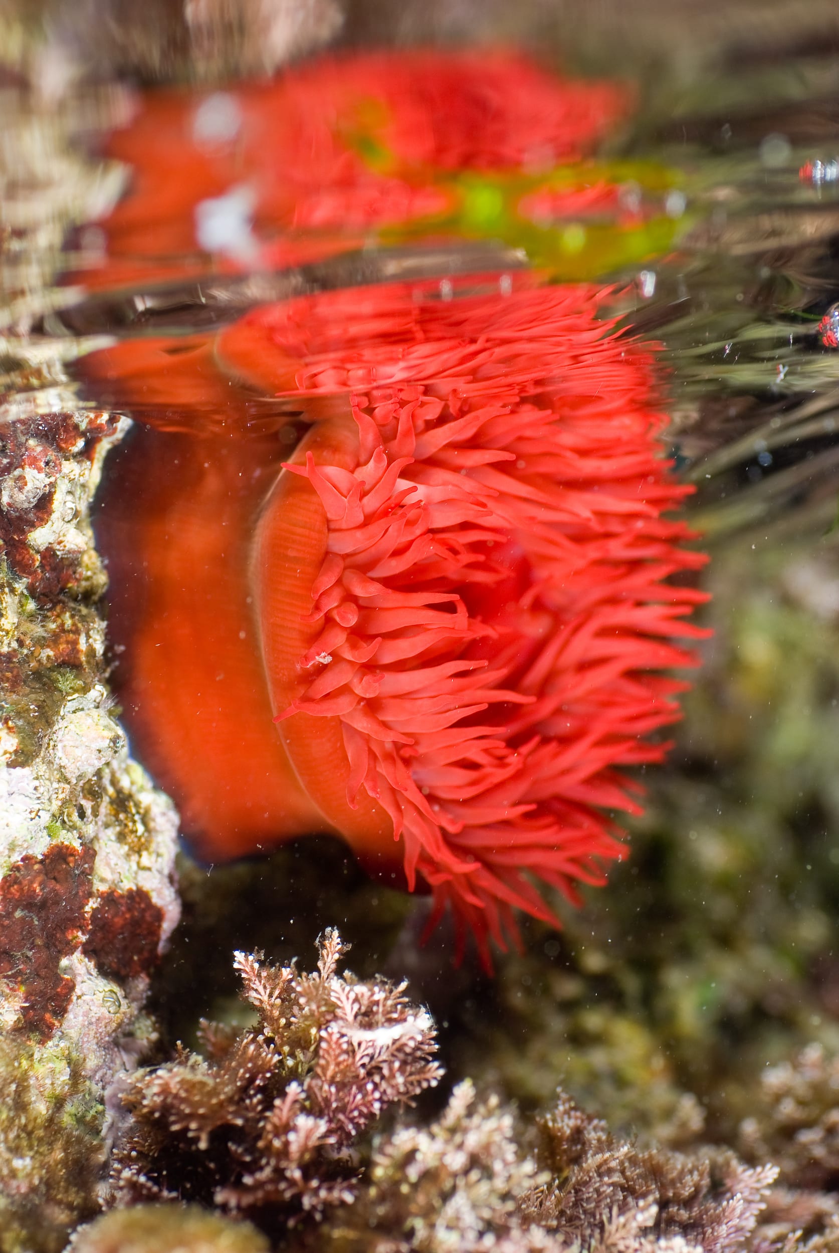 Cosa sono i pomodori di mare e cosa succede se li tocchi?