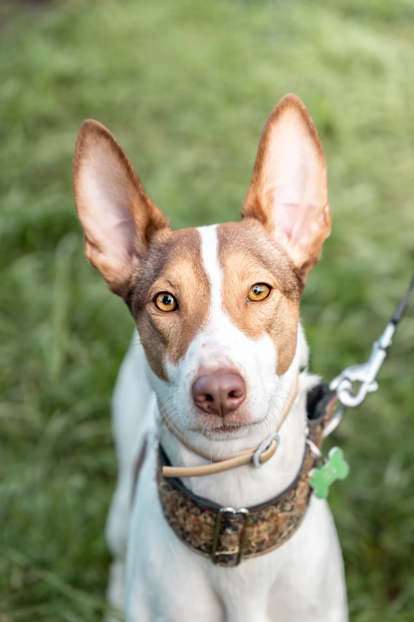 3 deportes ideales para practicar con tu mascota